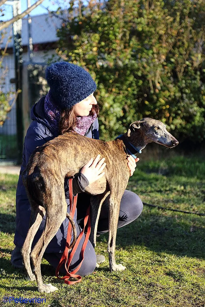 Sissi adozione levrieri galgo 01
