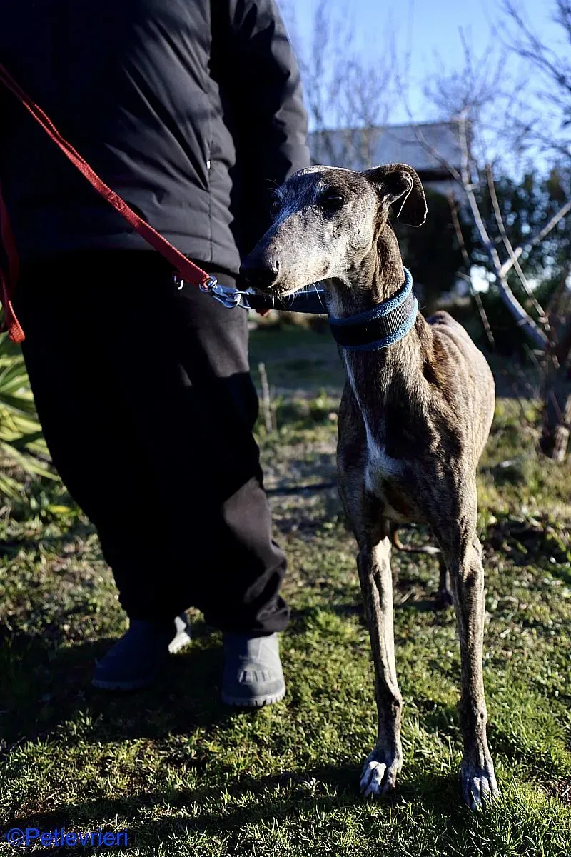 Sissi adozione levrieri galgo 010