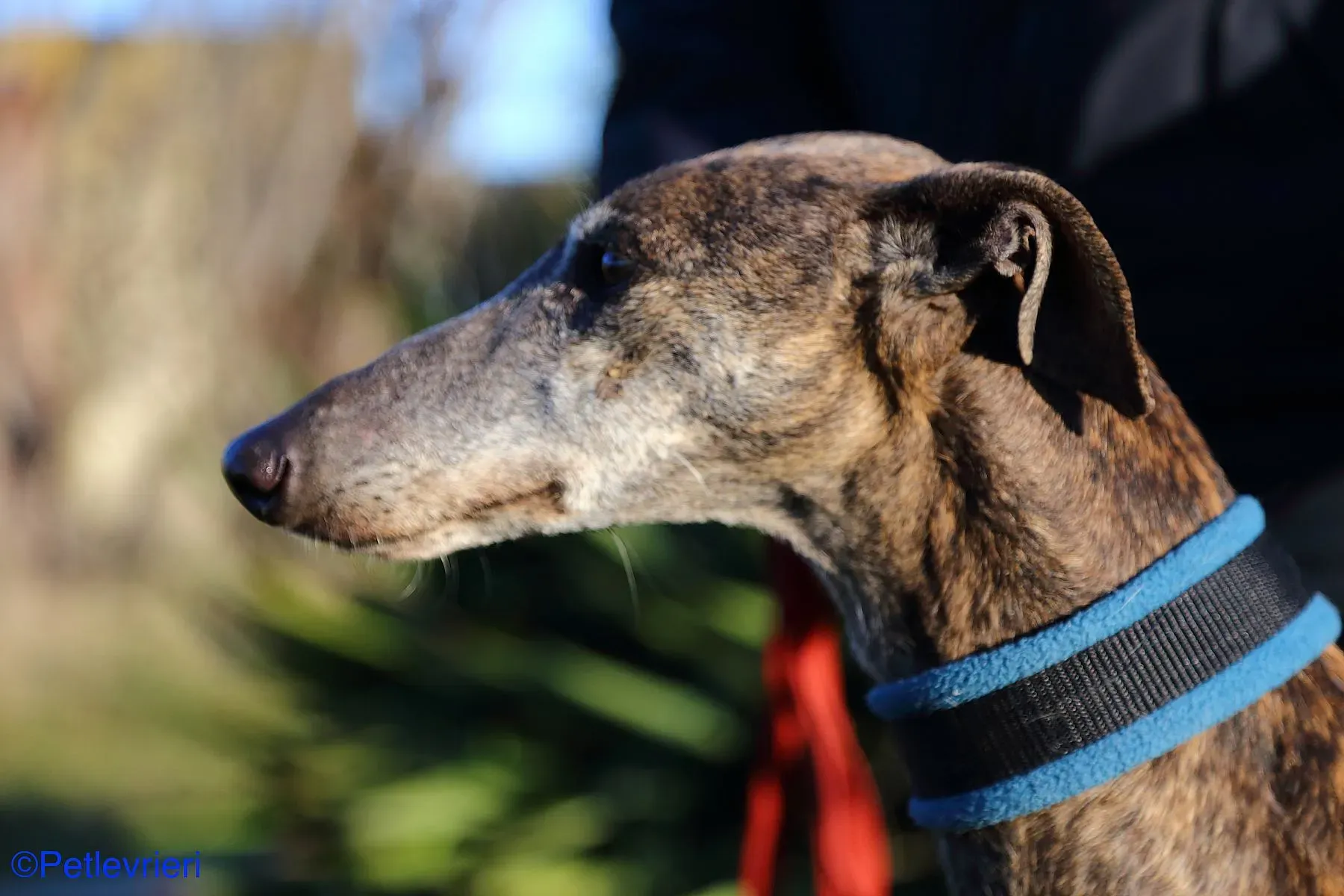 Sissi adozione levrieri galgo 012