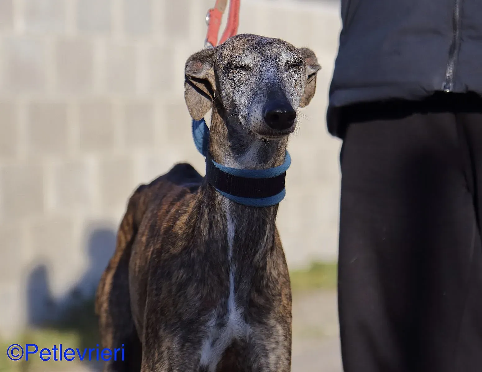 Sissi adozione levrieri galgo 013