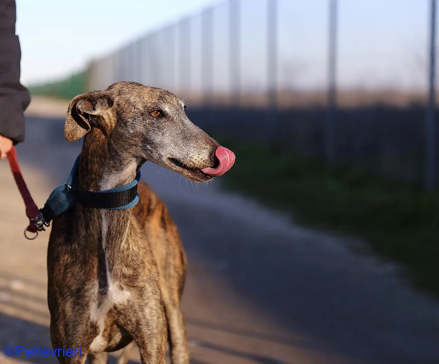 Sissi adozione levrieri galgo 016