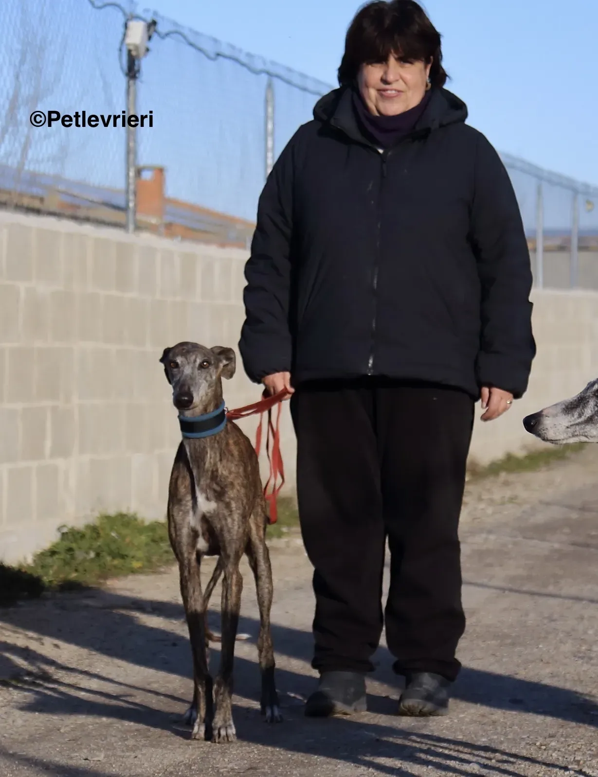 Sissi adozione levrieri galgo 018