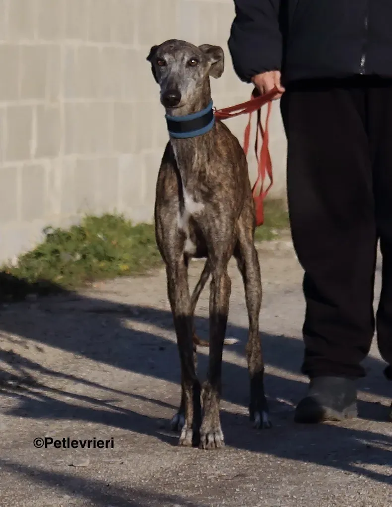 Sissi adozione levrieri galgo 019