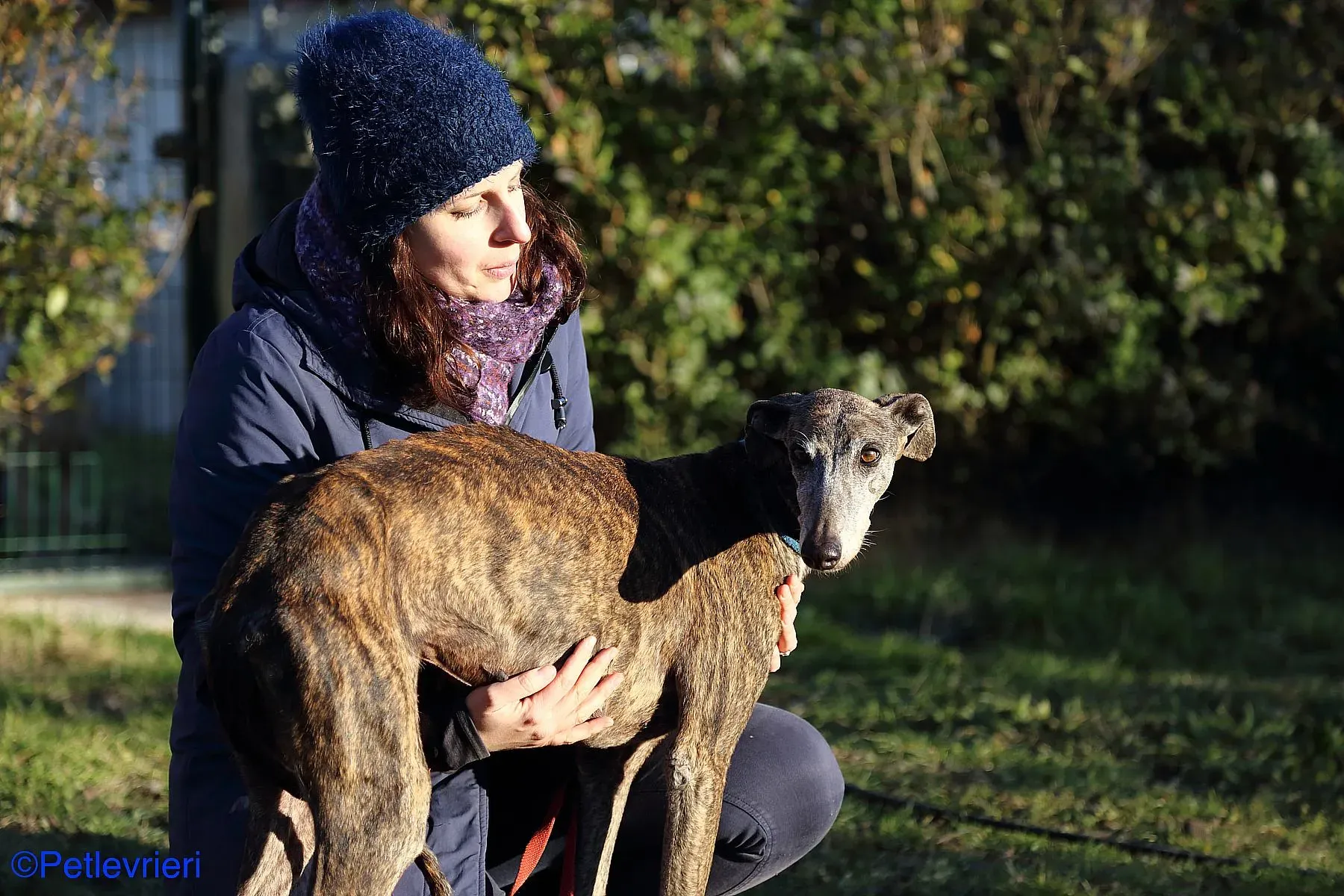 Sissi adozione levrieri galgo 02