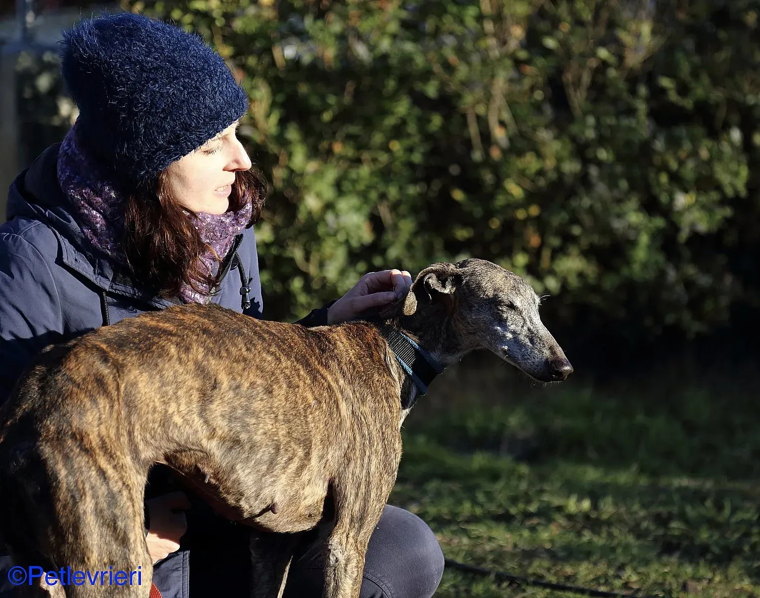 Sissi adozione levrieri galgo 03