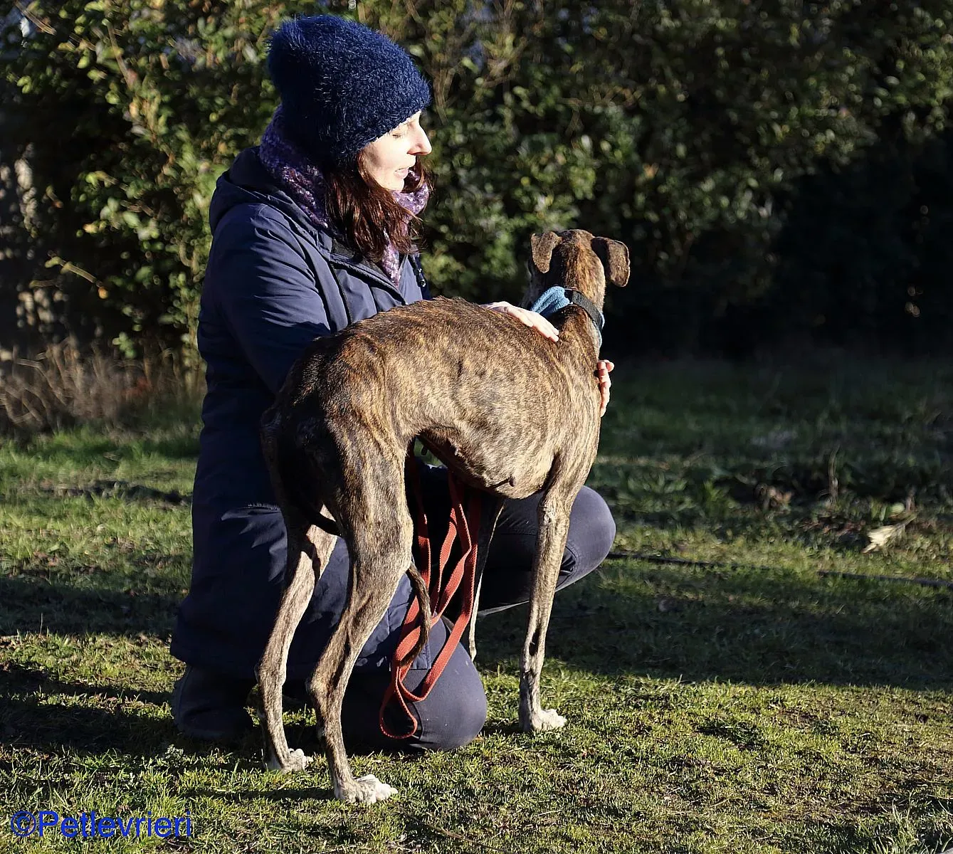 Sissi adozione levrieri galgo 04