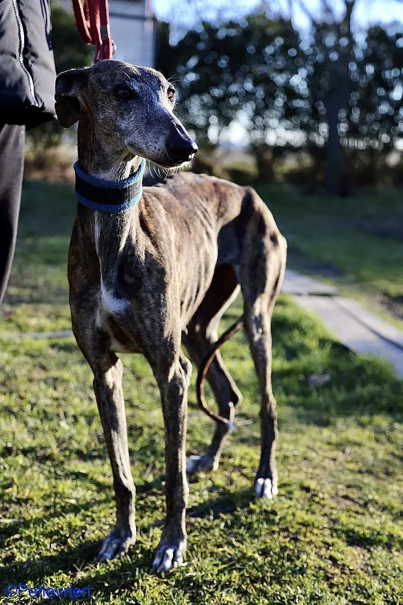 Sissi adozione levrieri galgo 06