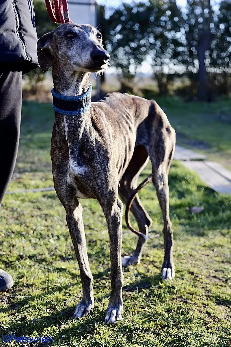 Sissi adozione levrieri galgo 07