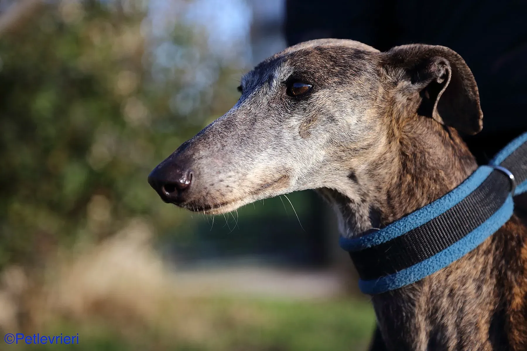 Sissi adozione levrieri galgo 08