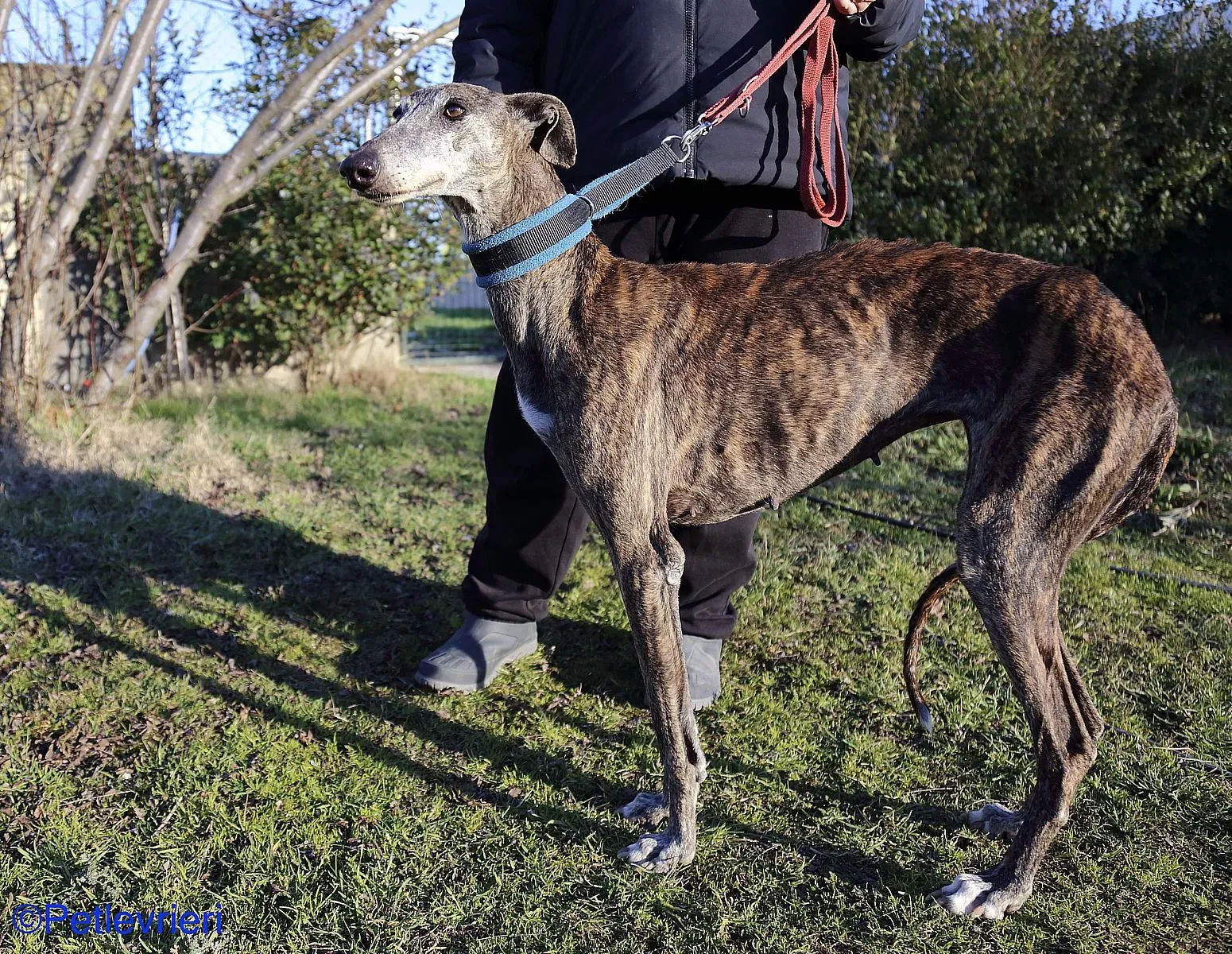 Sissi adozione levrieri galgo 09