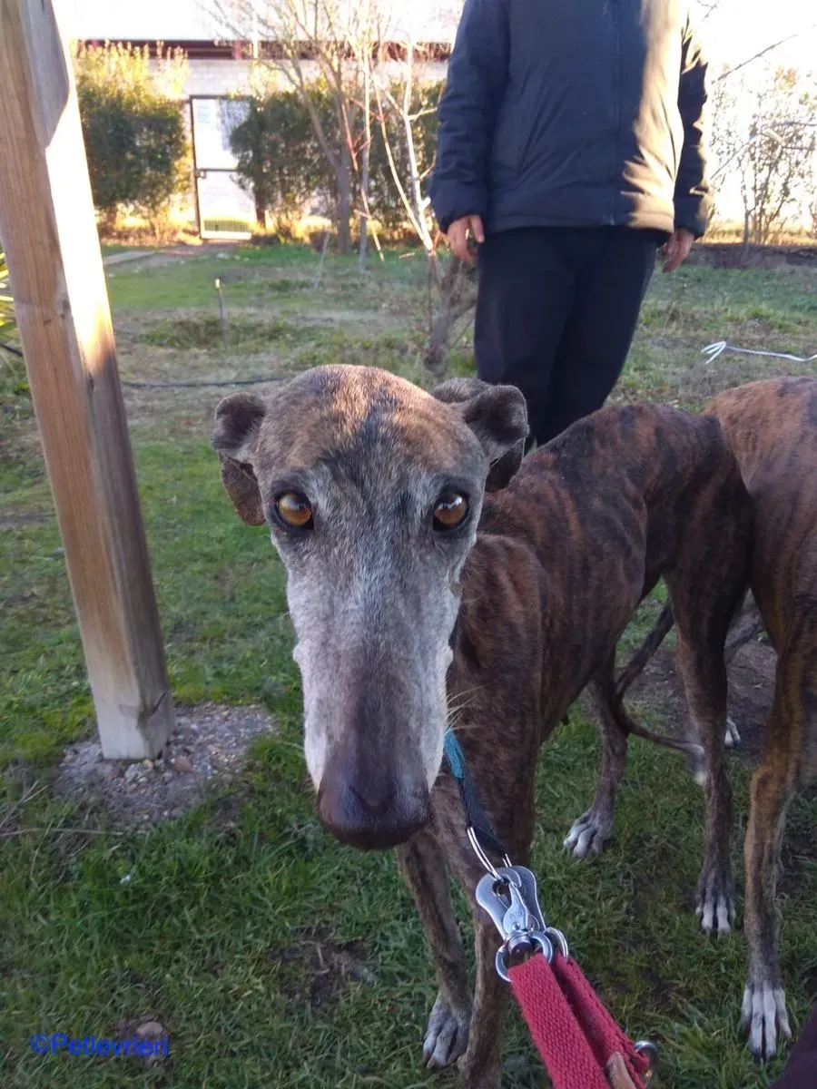 Sissi chip 7495 adozione levrieri galgo 01