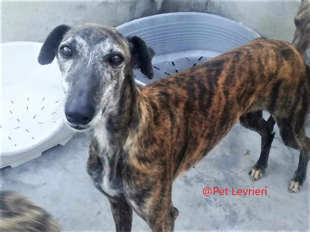 Sita adozione galgo 01 1