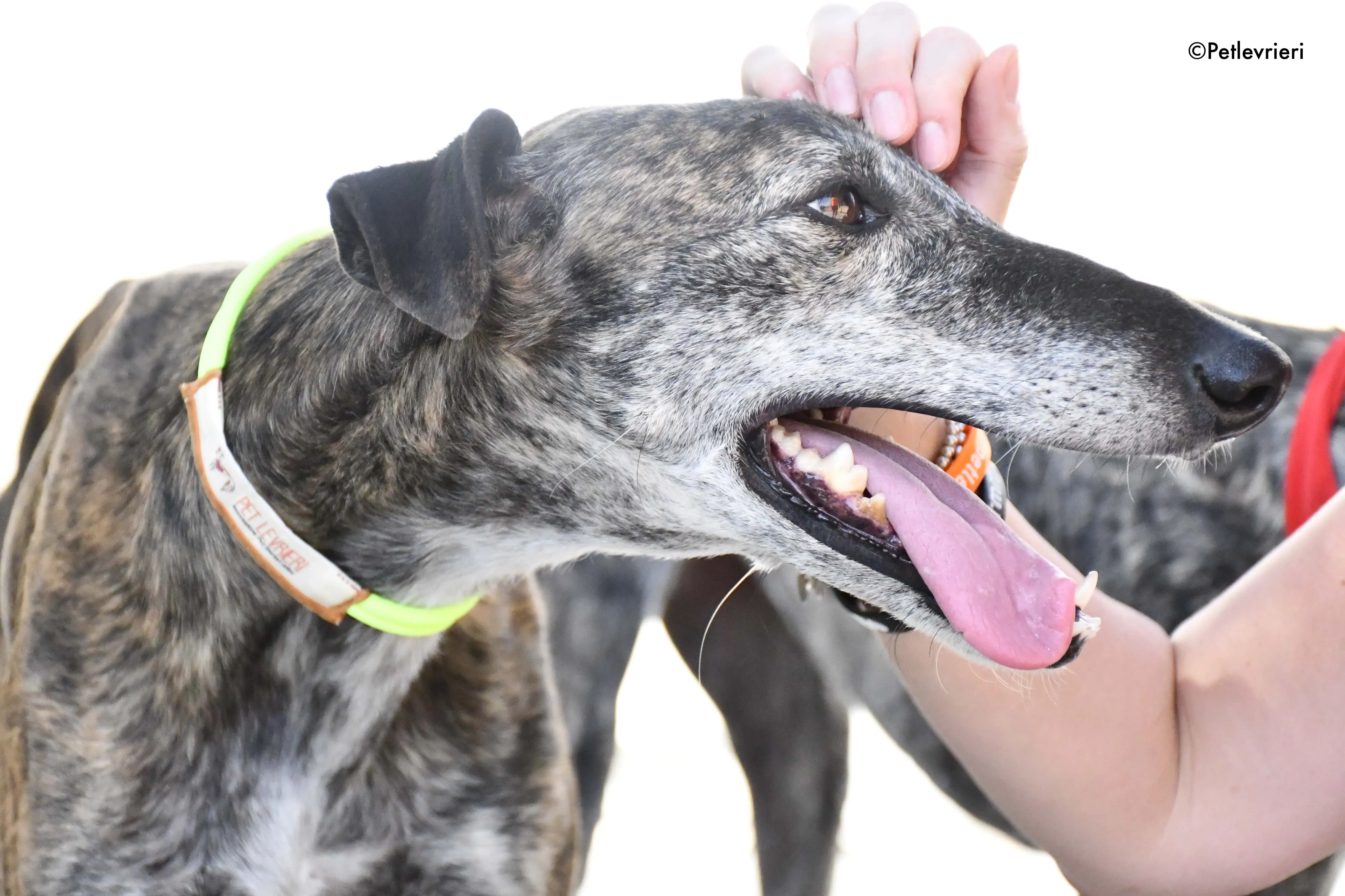 Sita adozione levrieri galgo 5