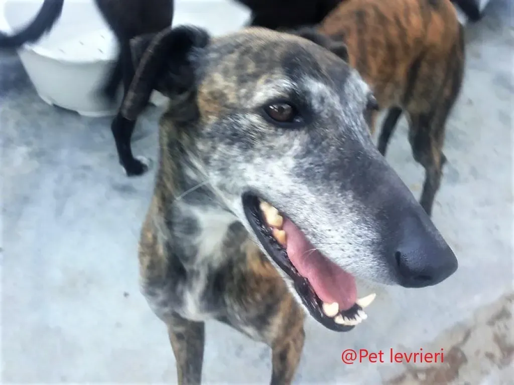 Sita adozione.galgo 02