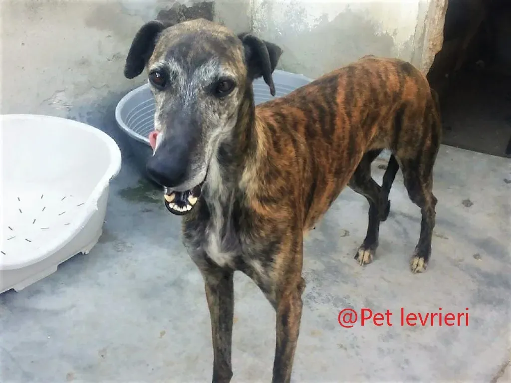 Sita adozione.galgo 03