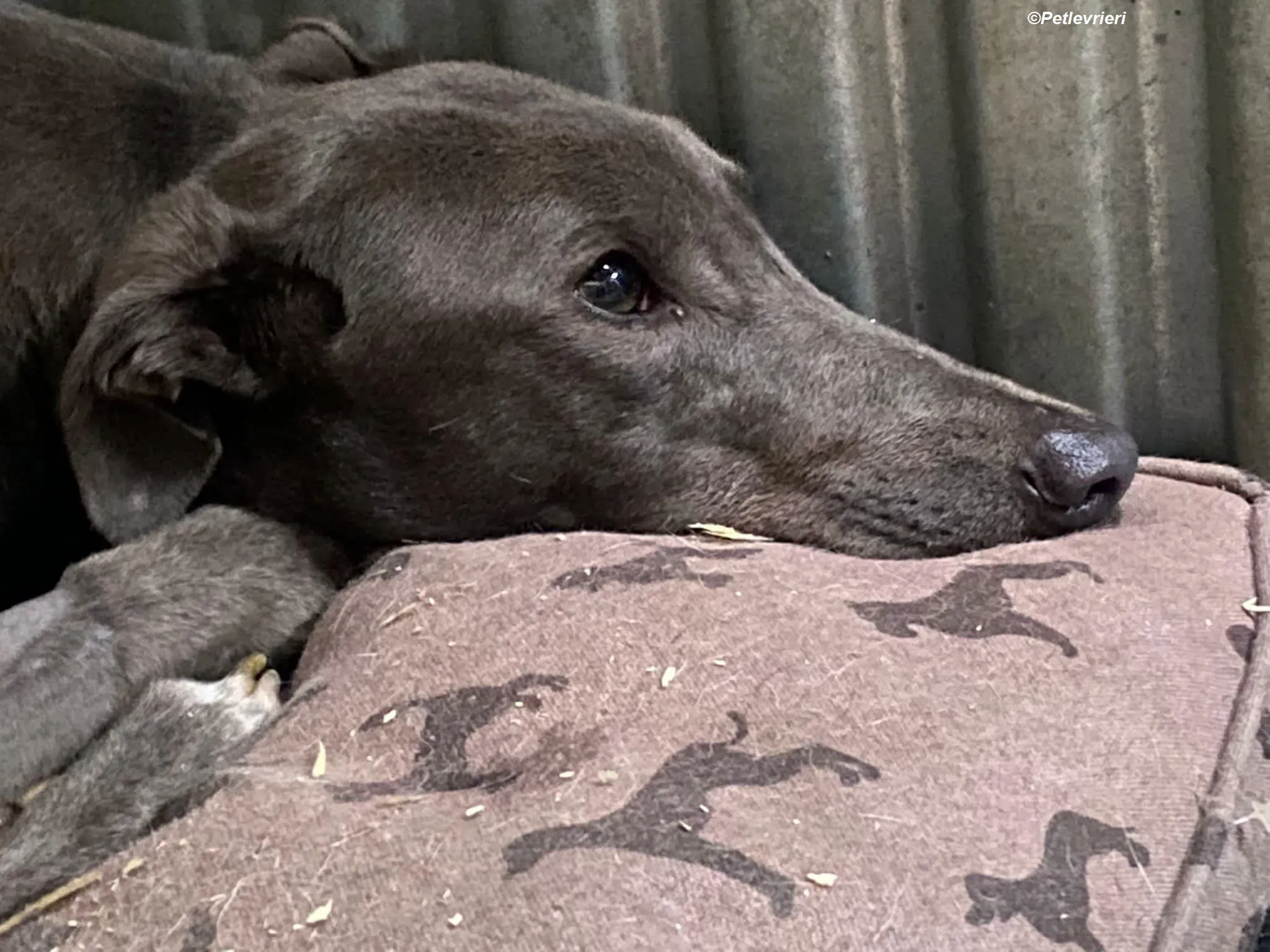 Sky adozione levrieri greyhound 1