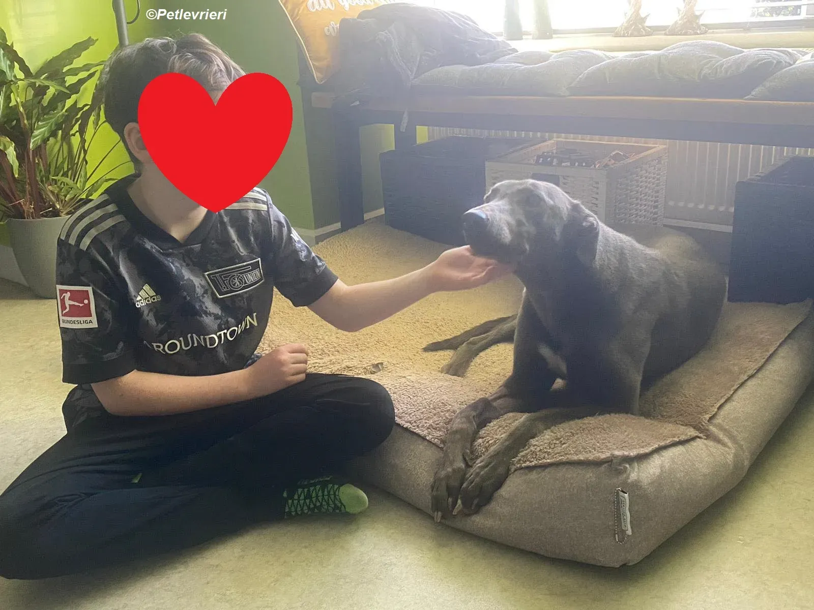 Sky adozione levrieri greyhound 10