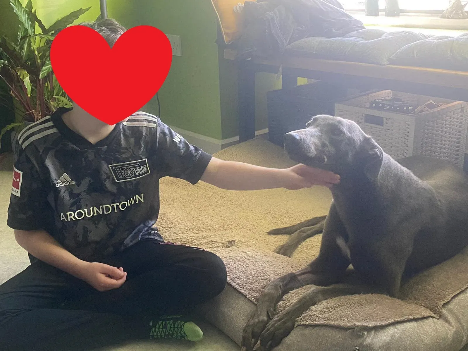 Sky adozione levrieri greyhound 11