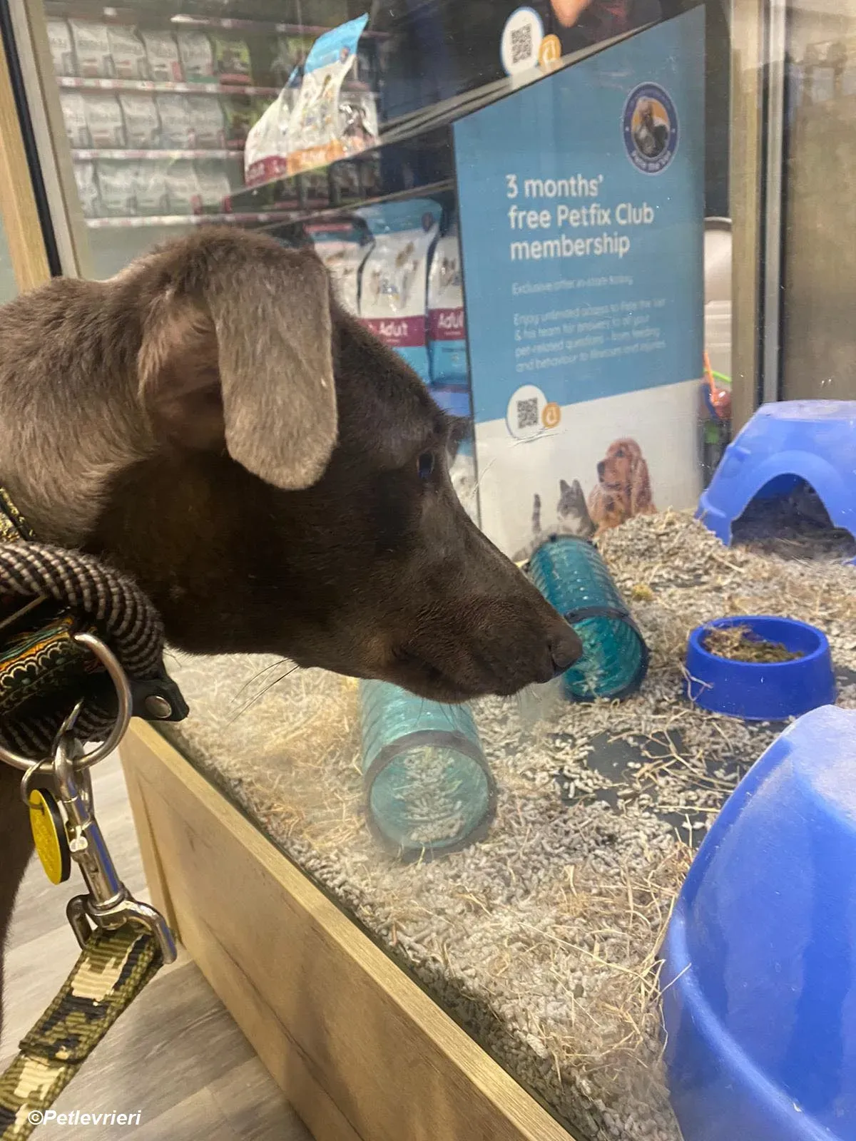 Sky adozione levrieri greyhound 12