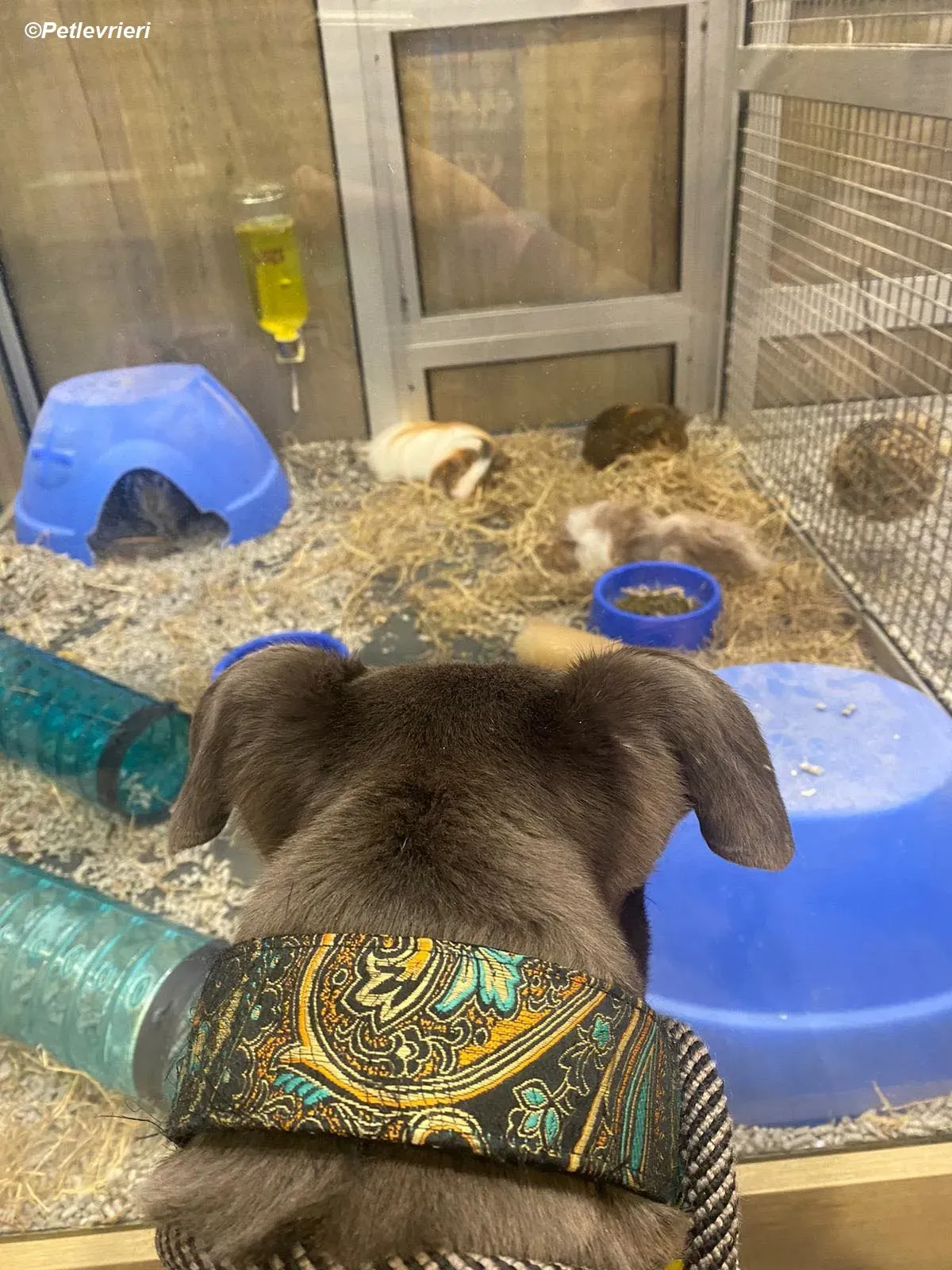 Sky adozione levrieri greyhound 13