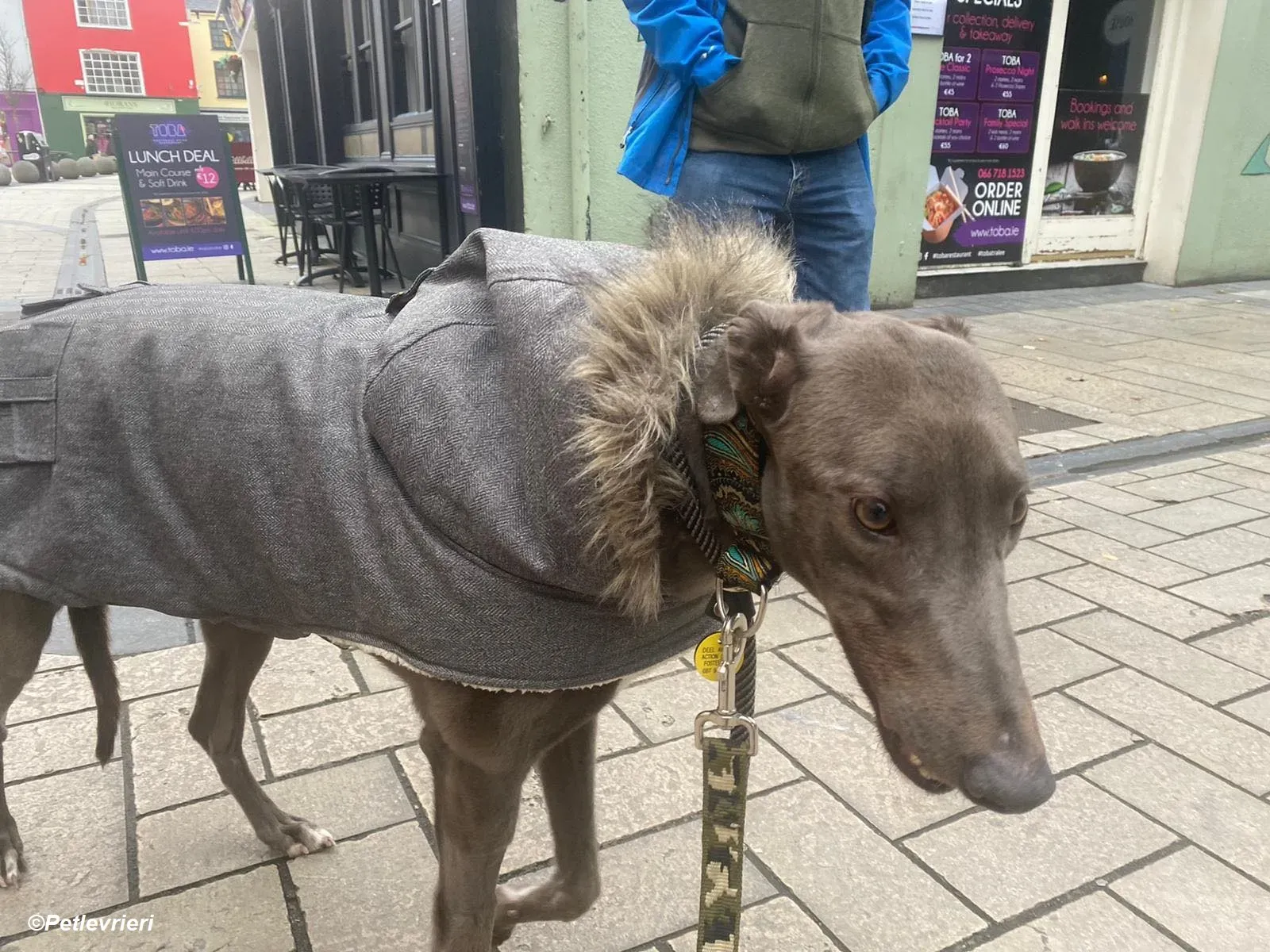 Sky adozione levrieri greyhound 14