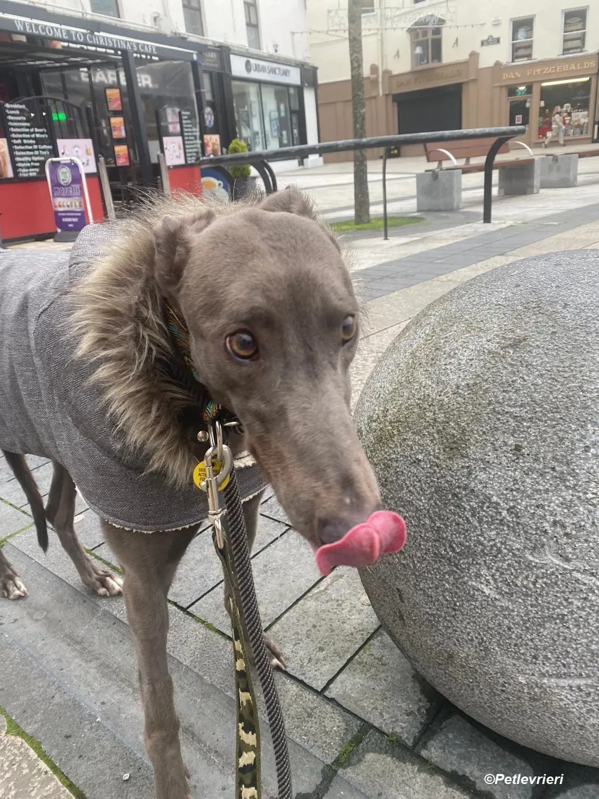 Sky adozione levrieri greyhound 15