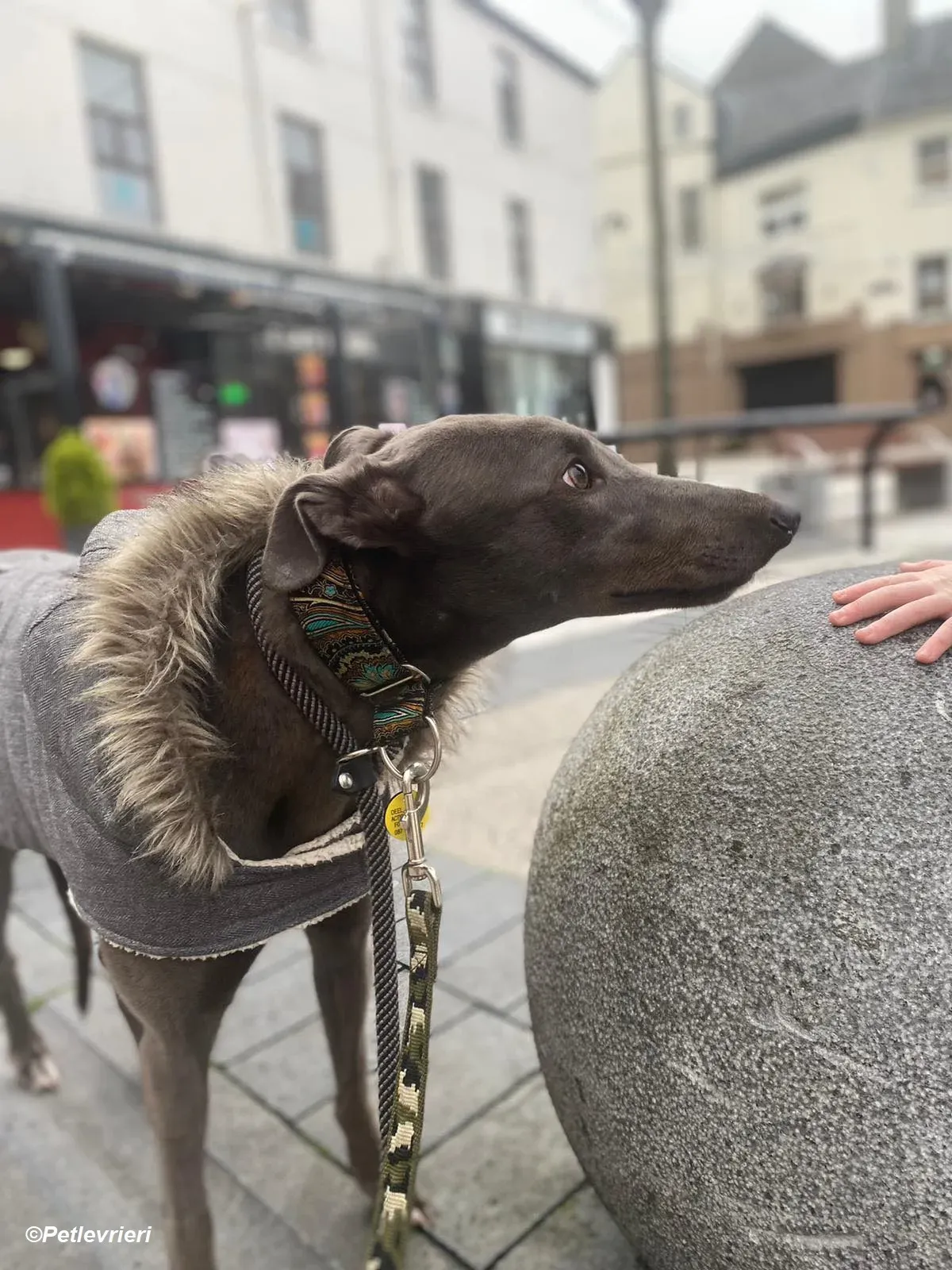 Sky adozione levrieri greyhound 16