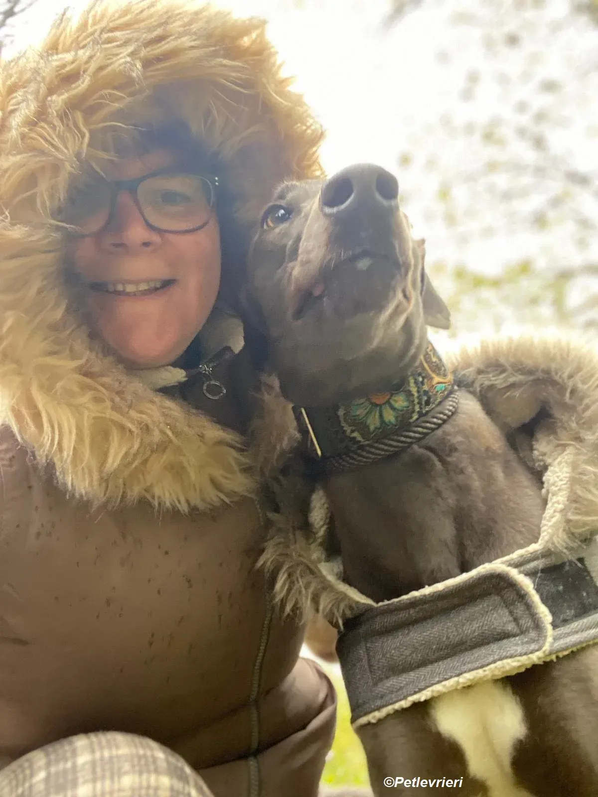 Sky adozione levrieri greyhound 17