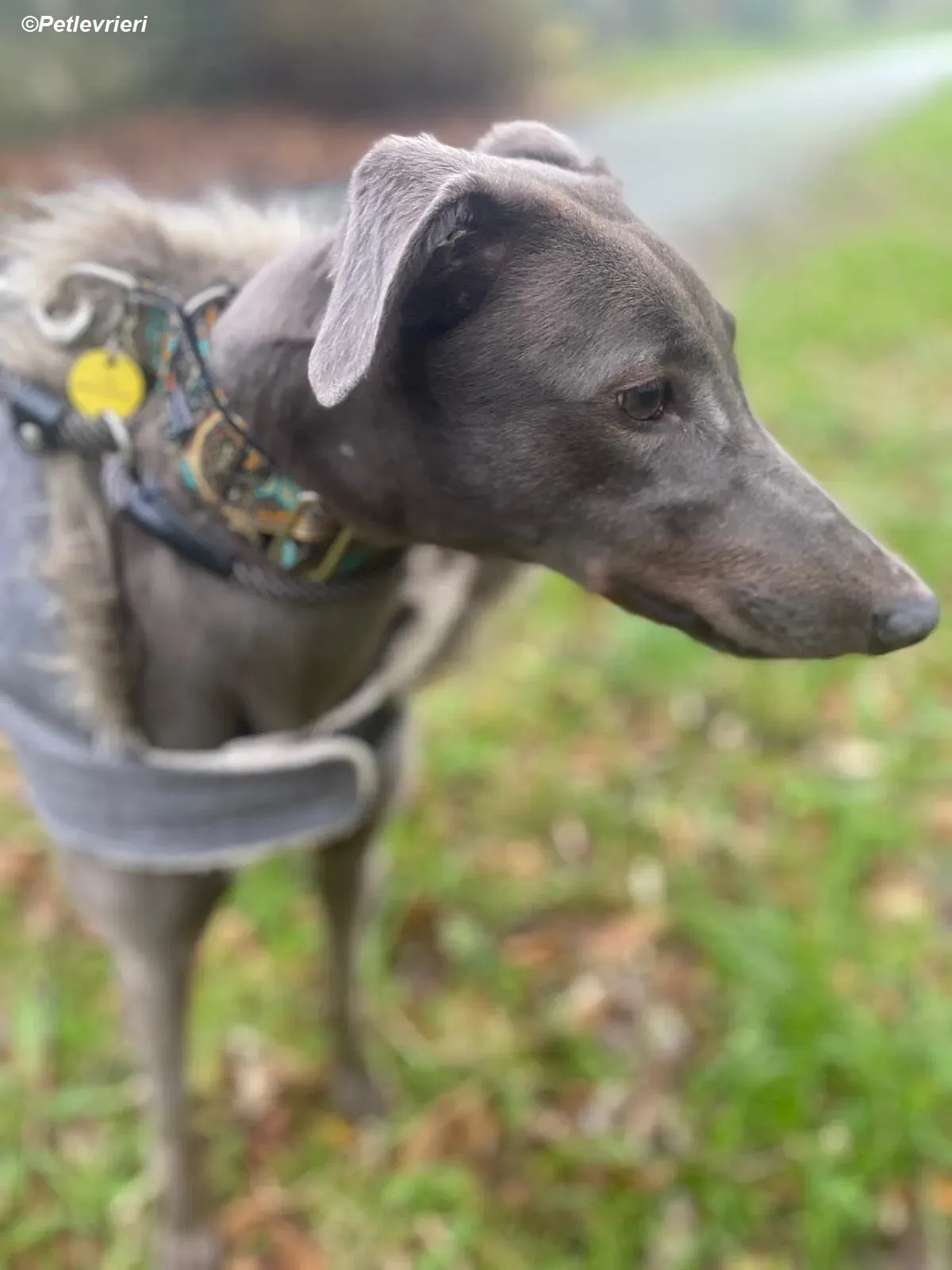 Sky adozione levrieri greyhound 19