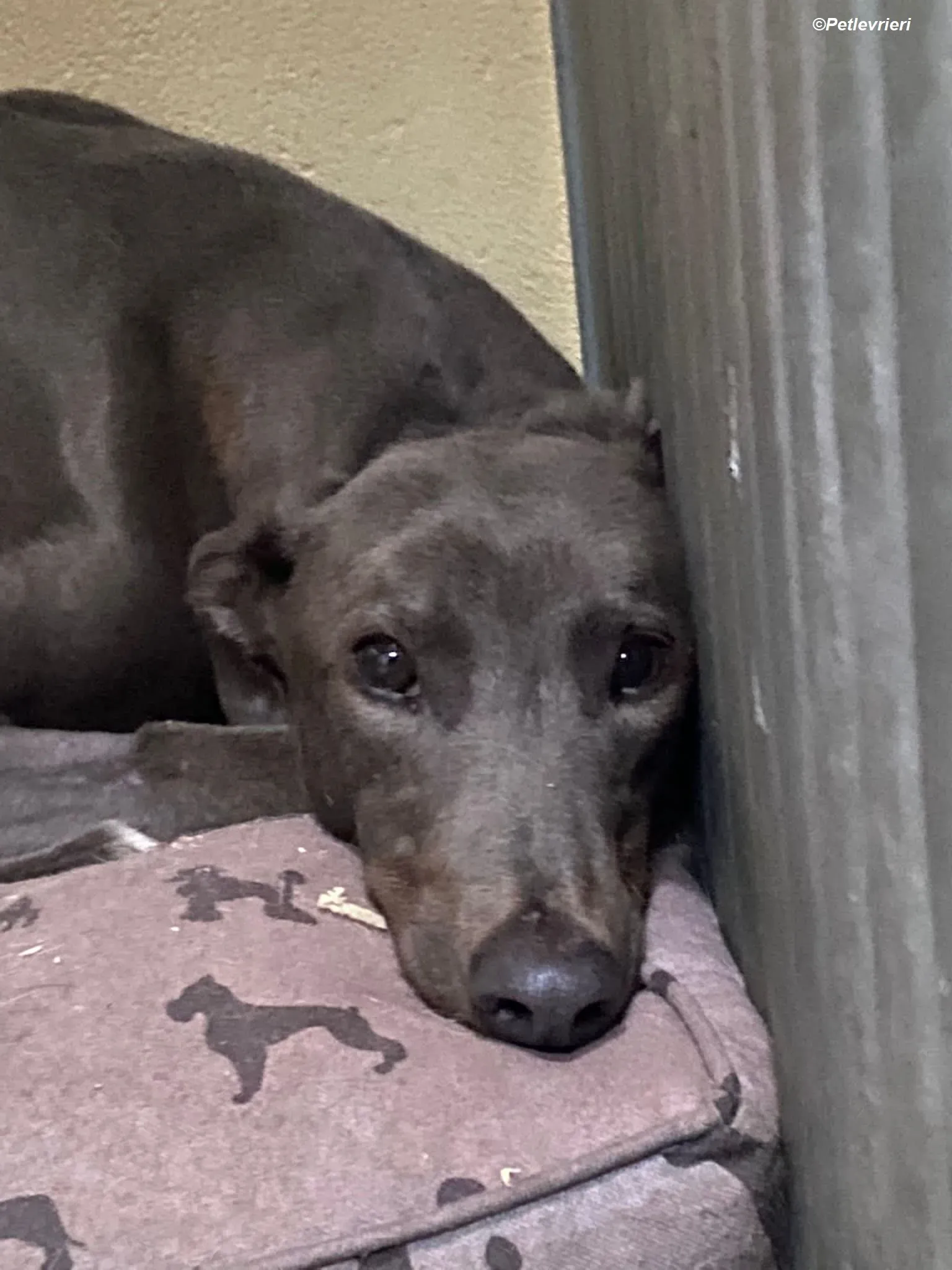 Sky adozione levrieri greyhound 2