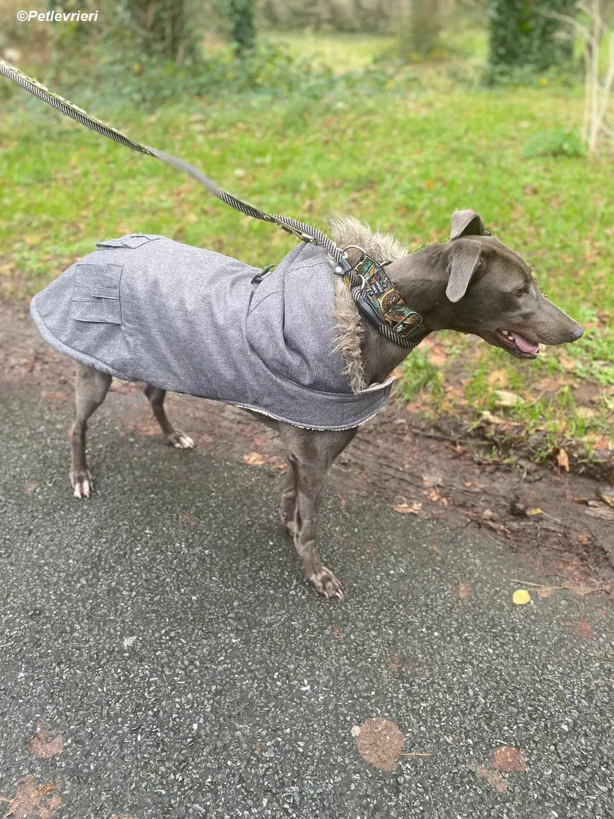 Sky adozione levrieri greyhound 20