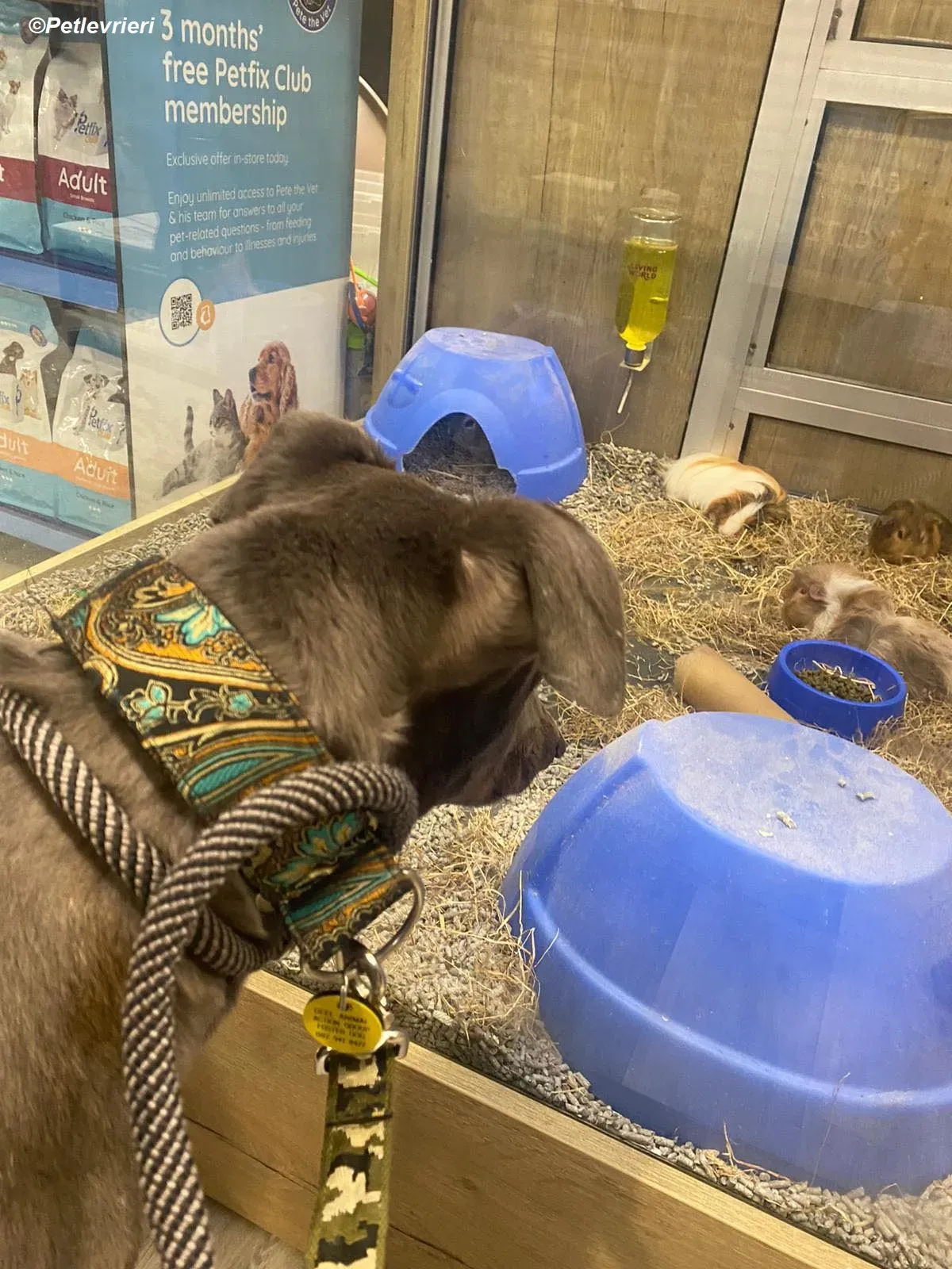 Sky adozione levrieri greyhound 21