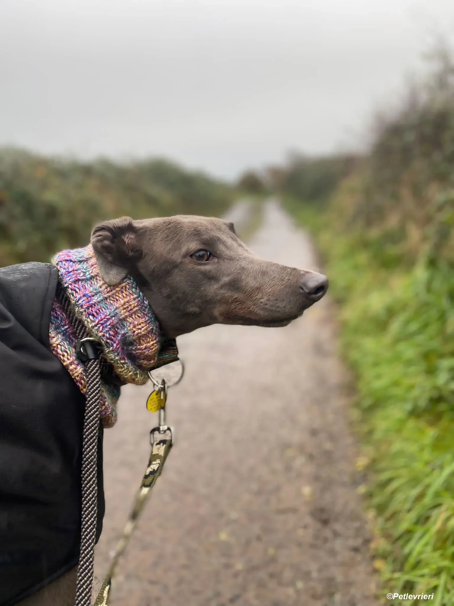 Sky adozione levrieri greyhound 22