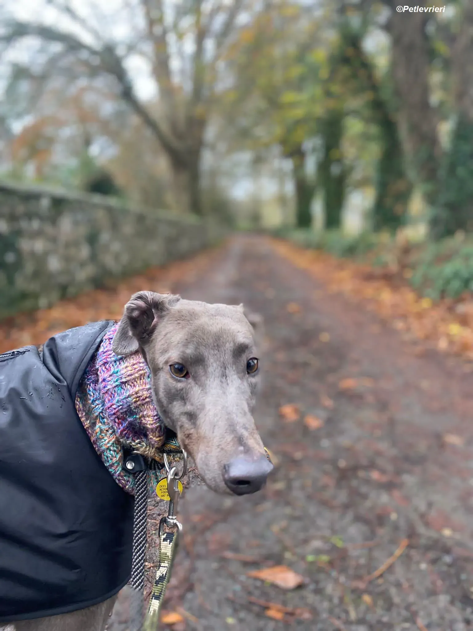 Sky adozione levrieri greyhound 23