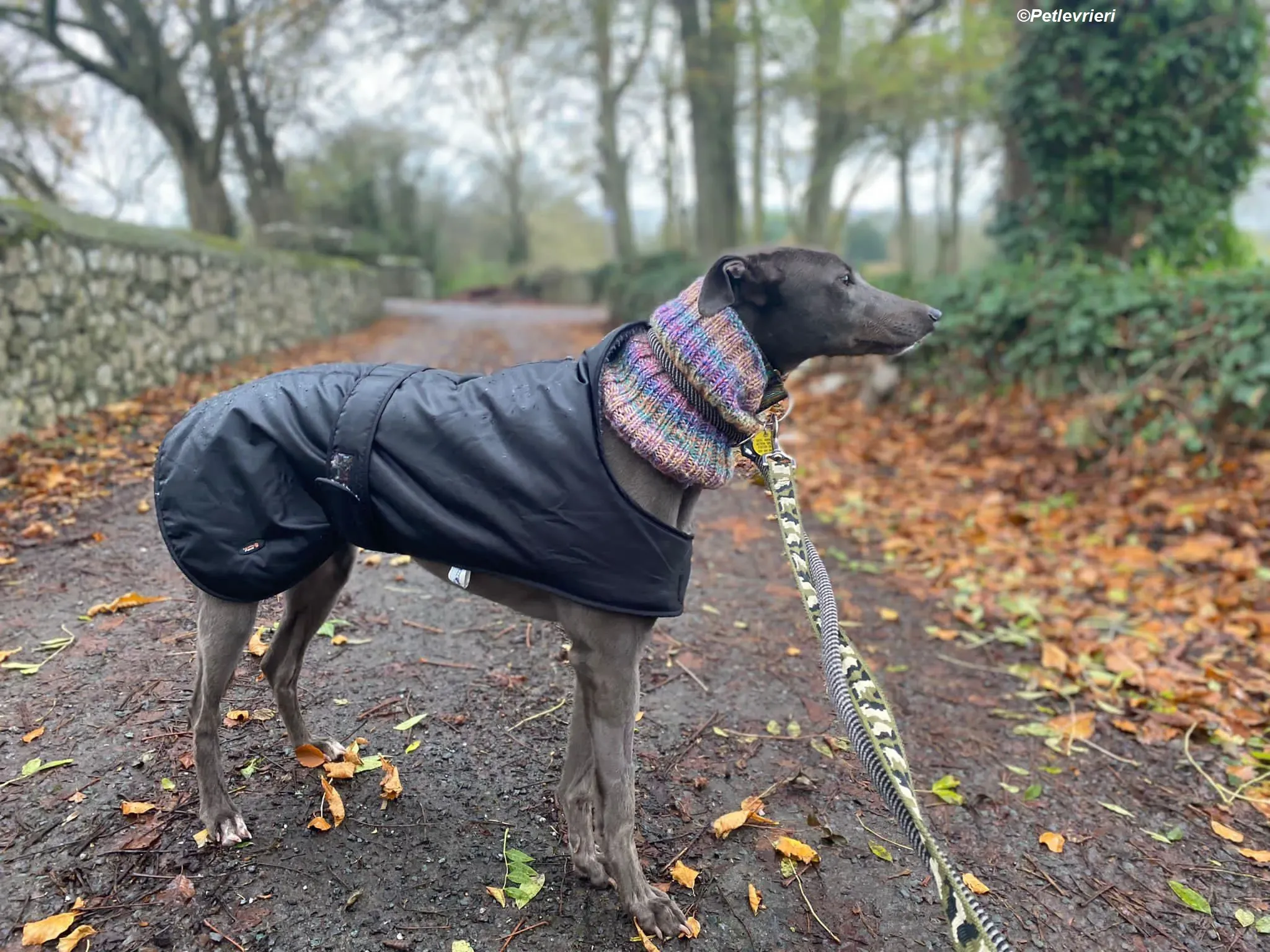 Sky adozione levrieri greyhound 24