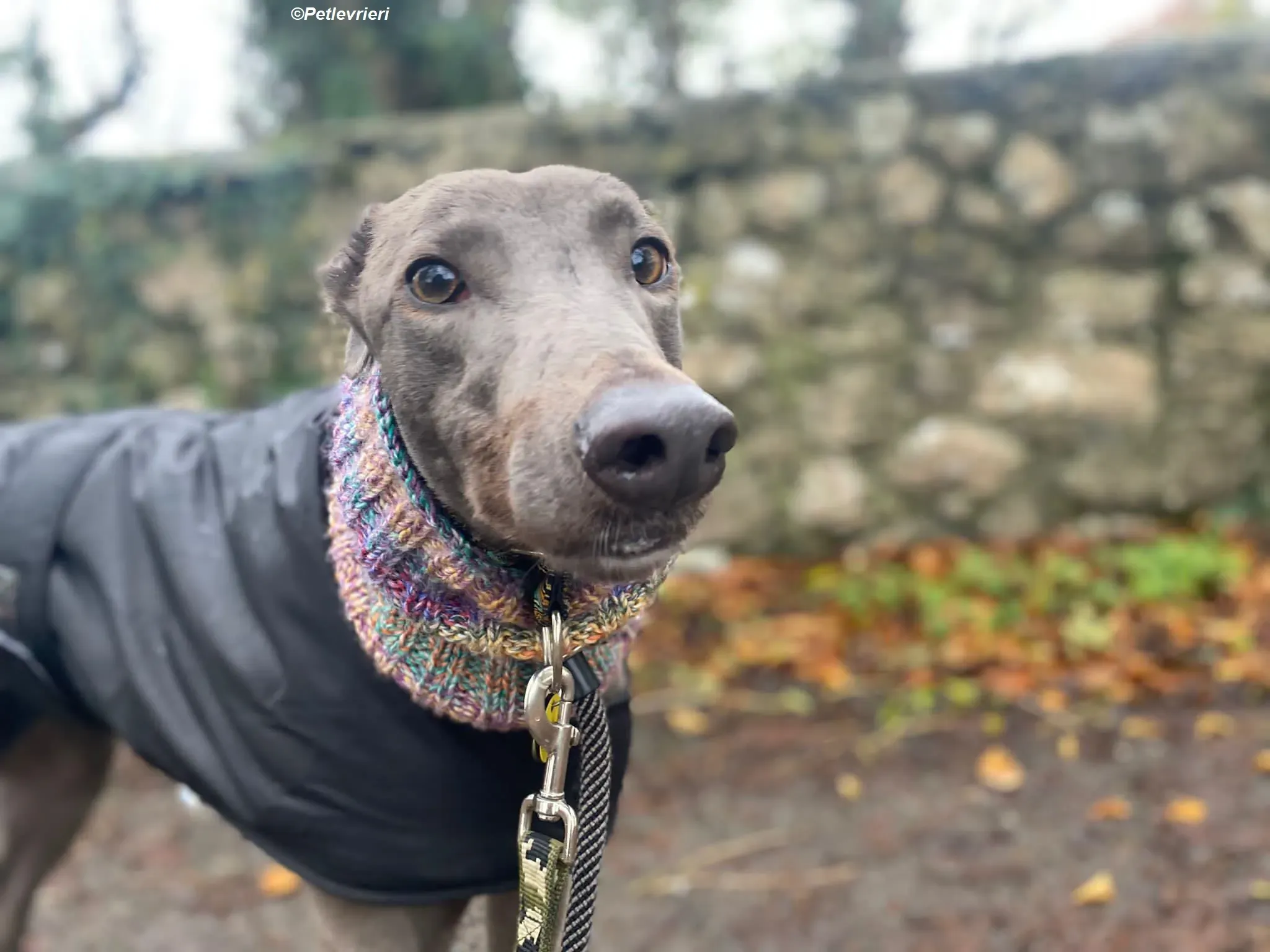 Sky adozione levrieri greyhound 25