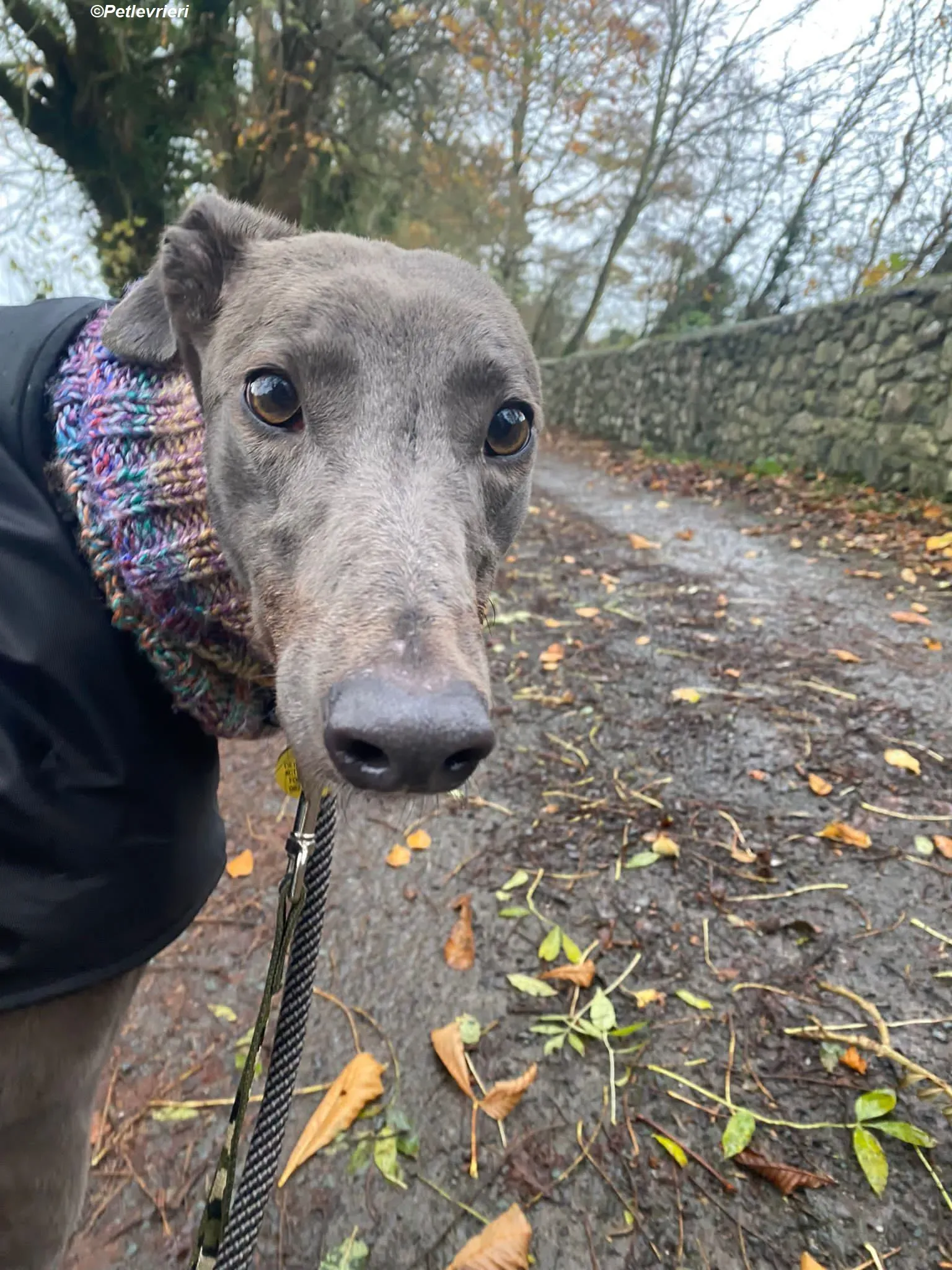 Sky adozione levrieri greyhound 26