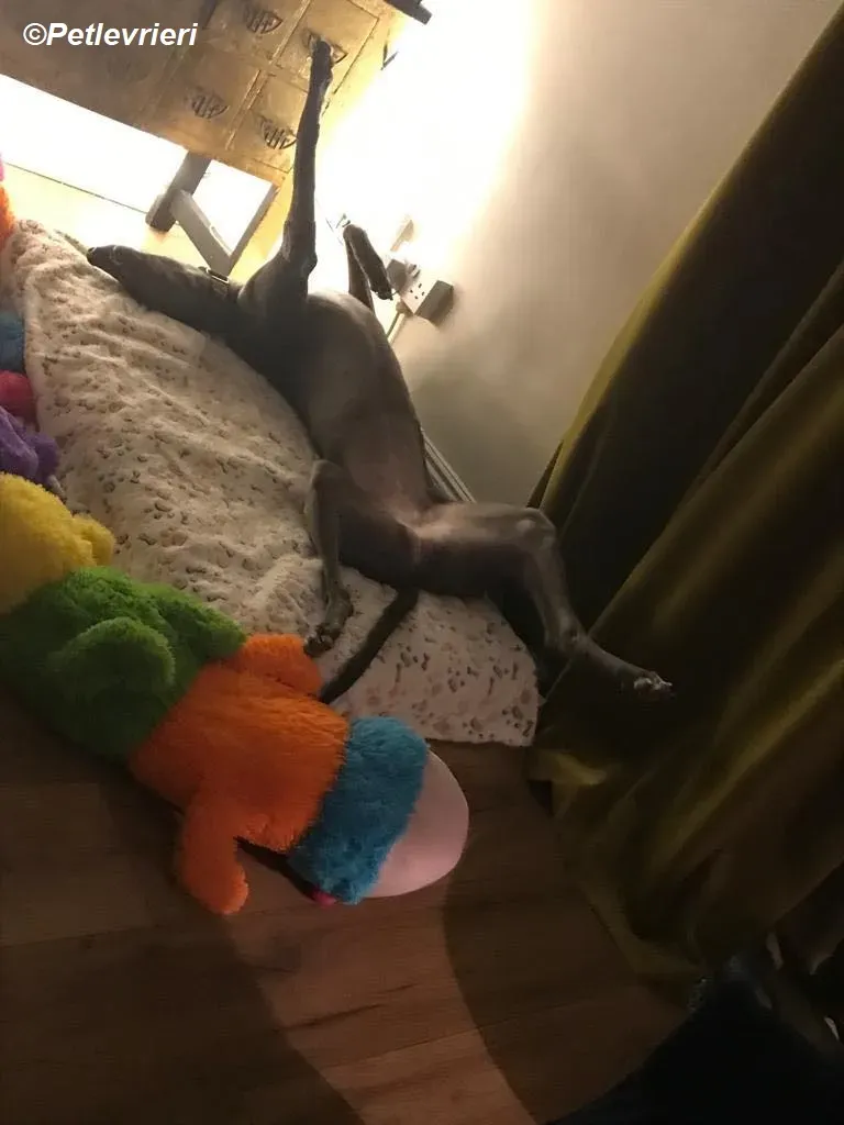 Sky adozione levrieri greyhound 27