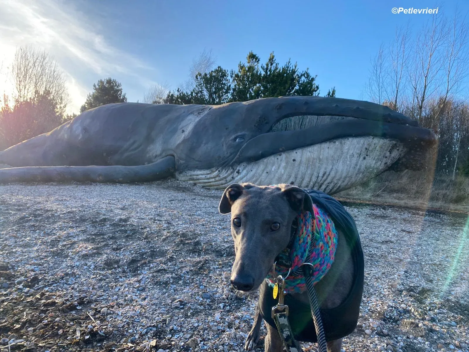 Sky adozione levrieri greyhound 28