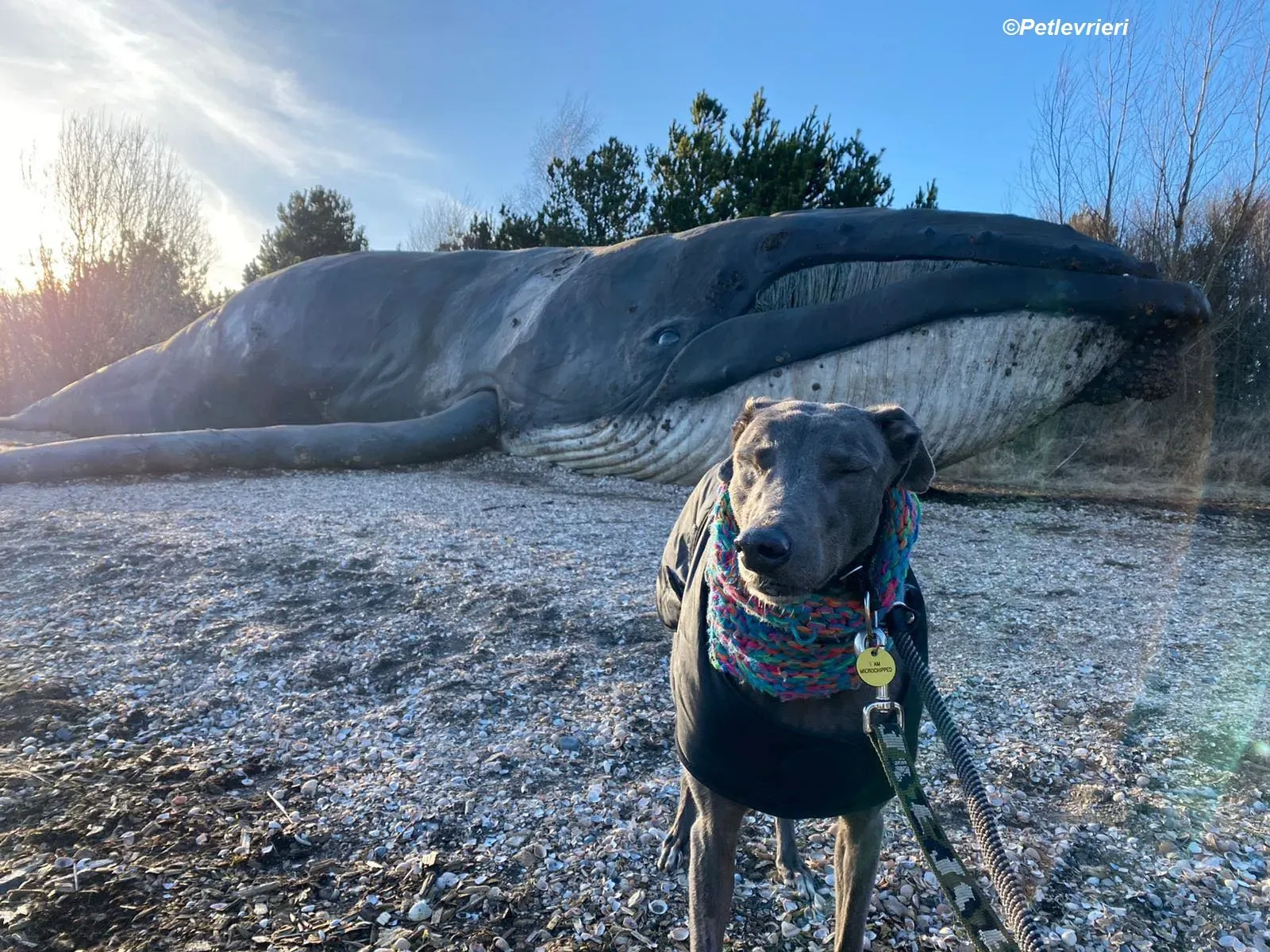 Sky adozione levrieri greyhound 29