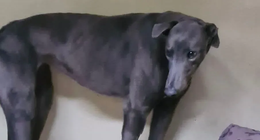 Sky adozione levrieri greyhound 3 e1667336217418