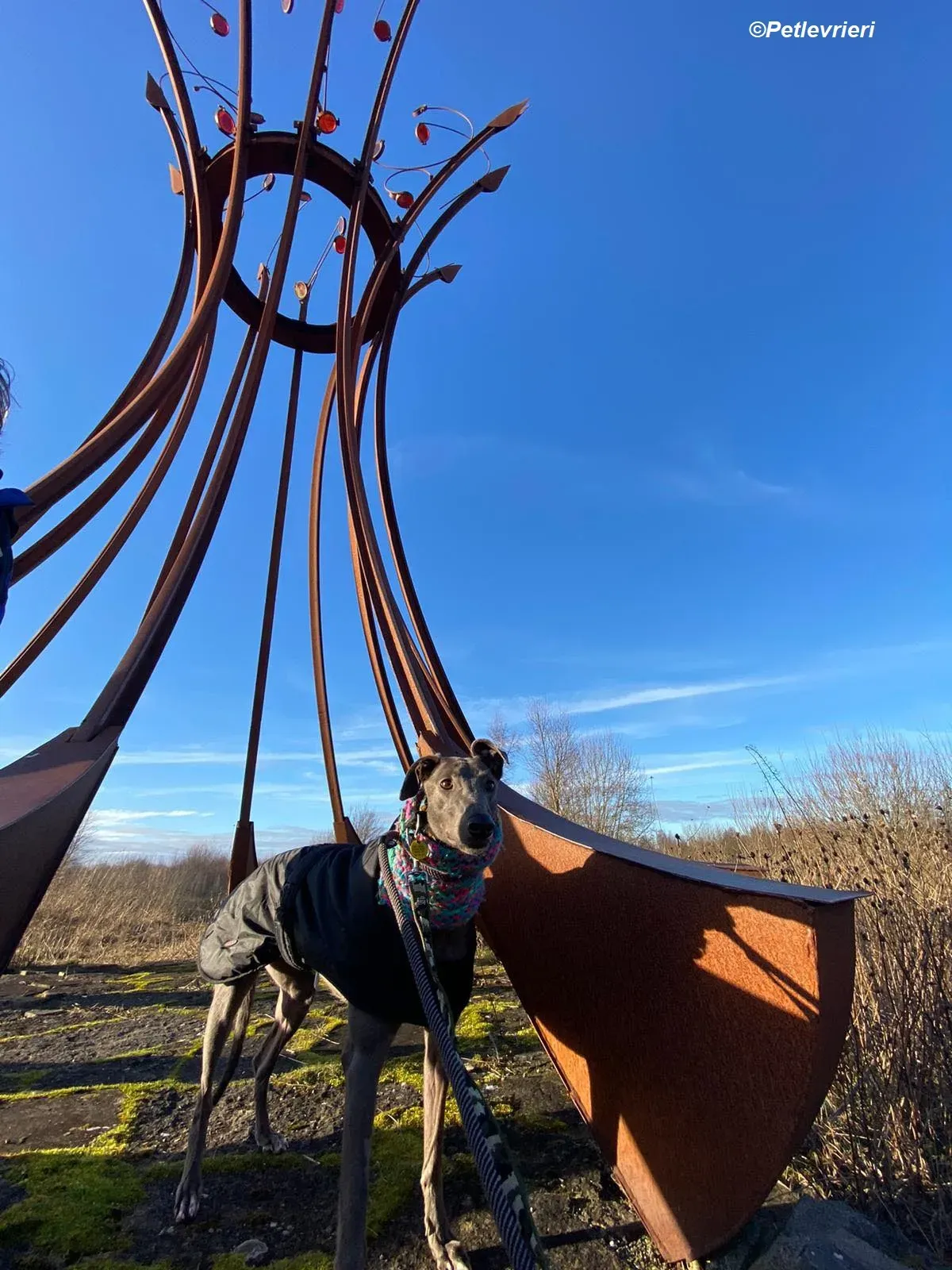 Sky adozione levrieri greyhound 30