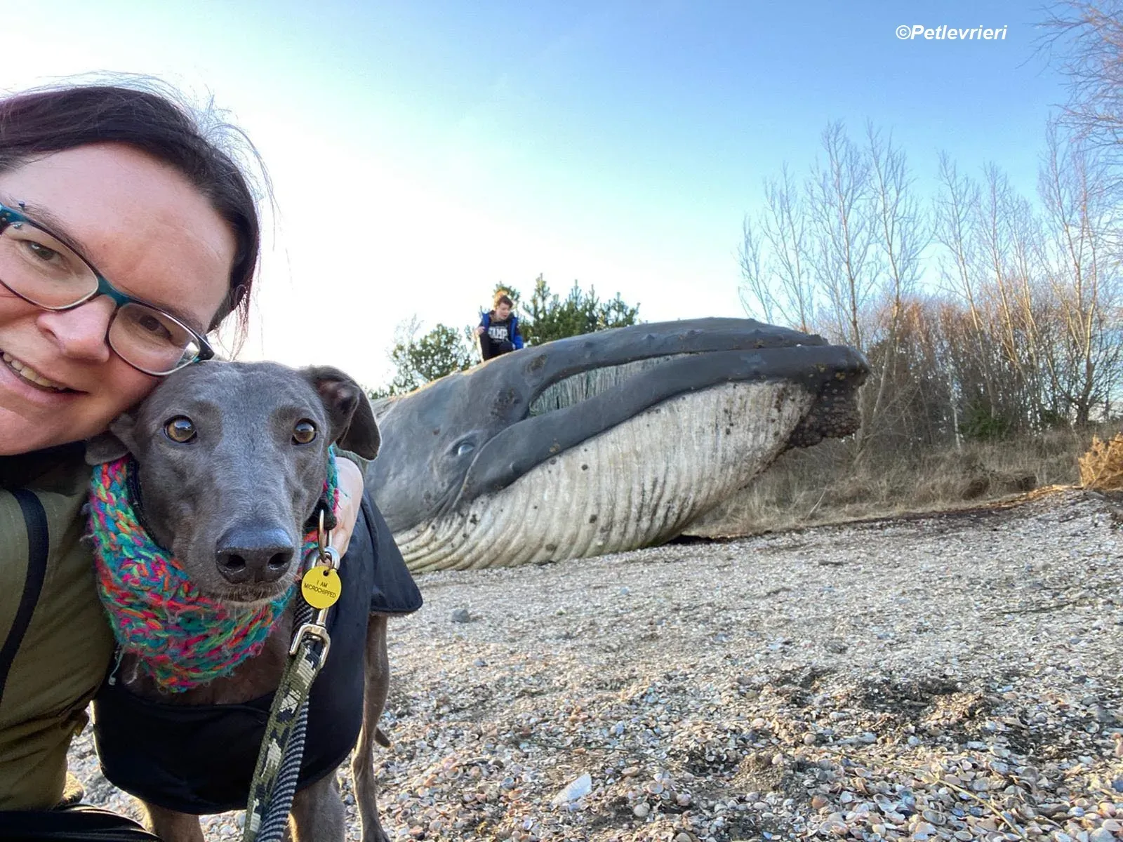 Sky adozione levrieri greyhound 31