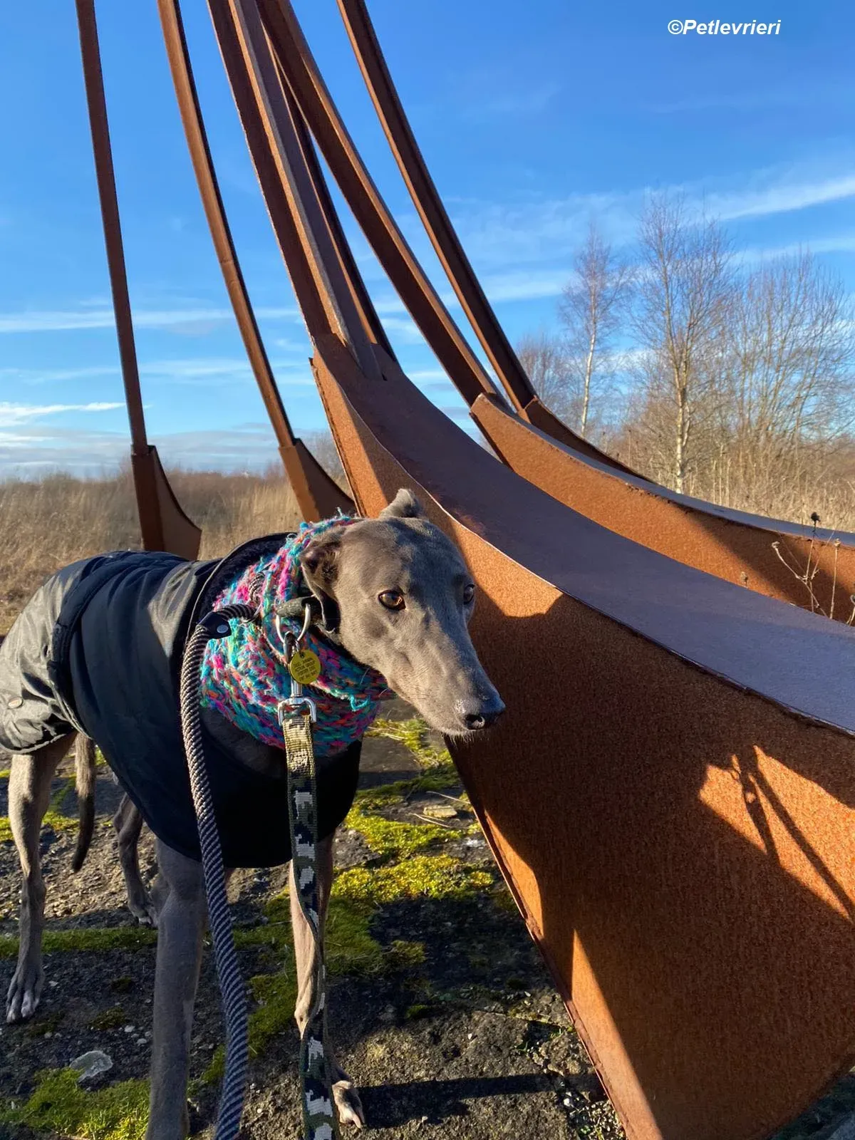 Sky adozione levrieri greyhound 32