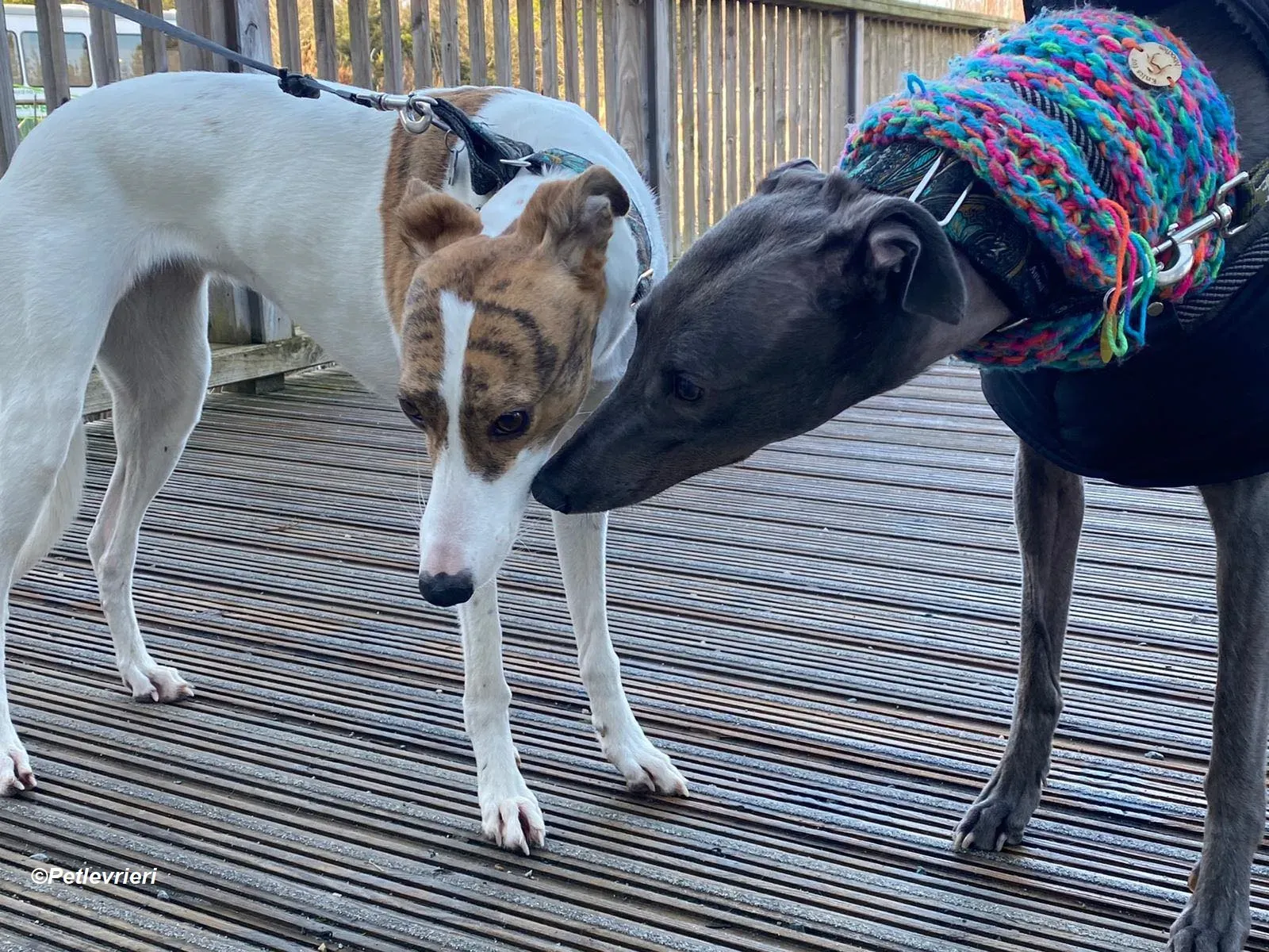 Sky adozione levrieri greyhound 33