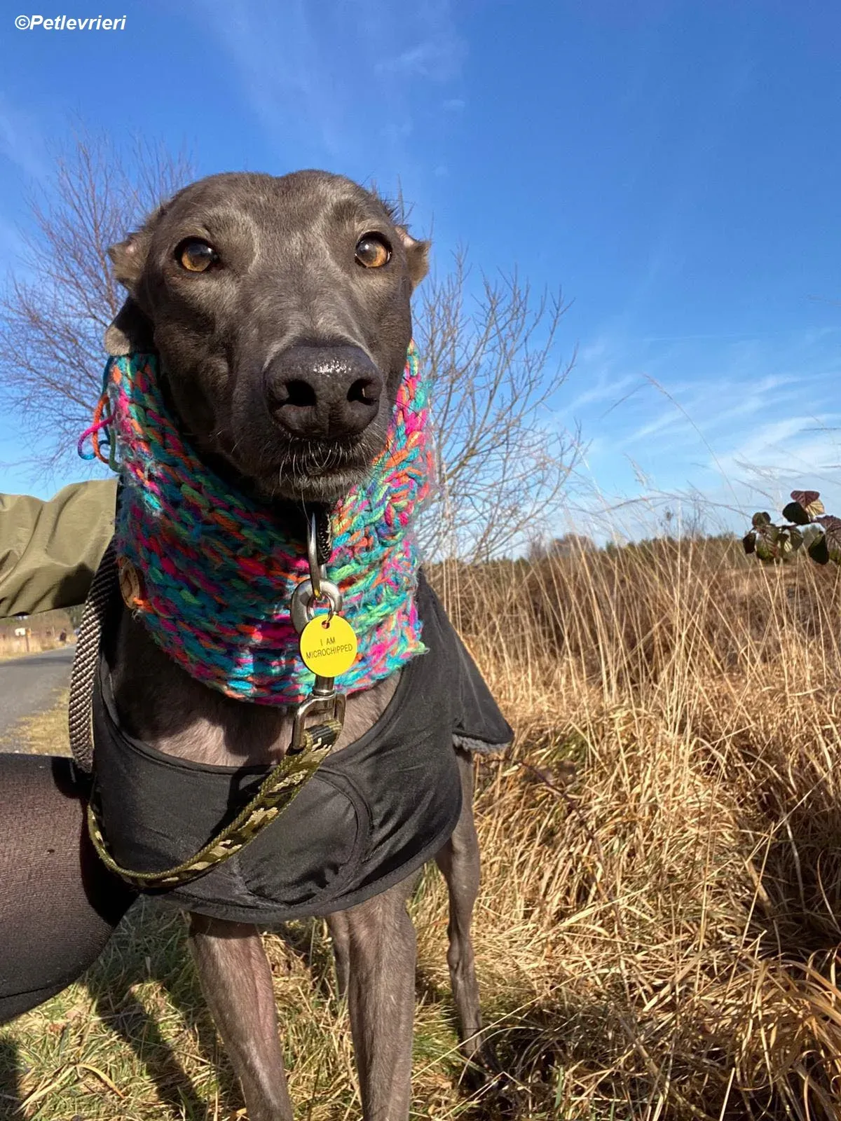 Sky adozione levrieri greyhound 34