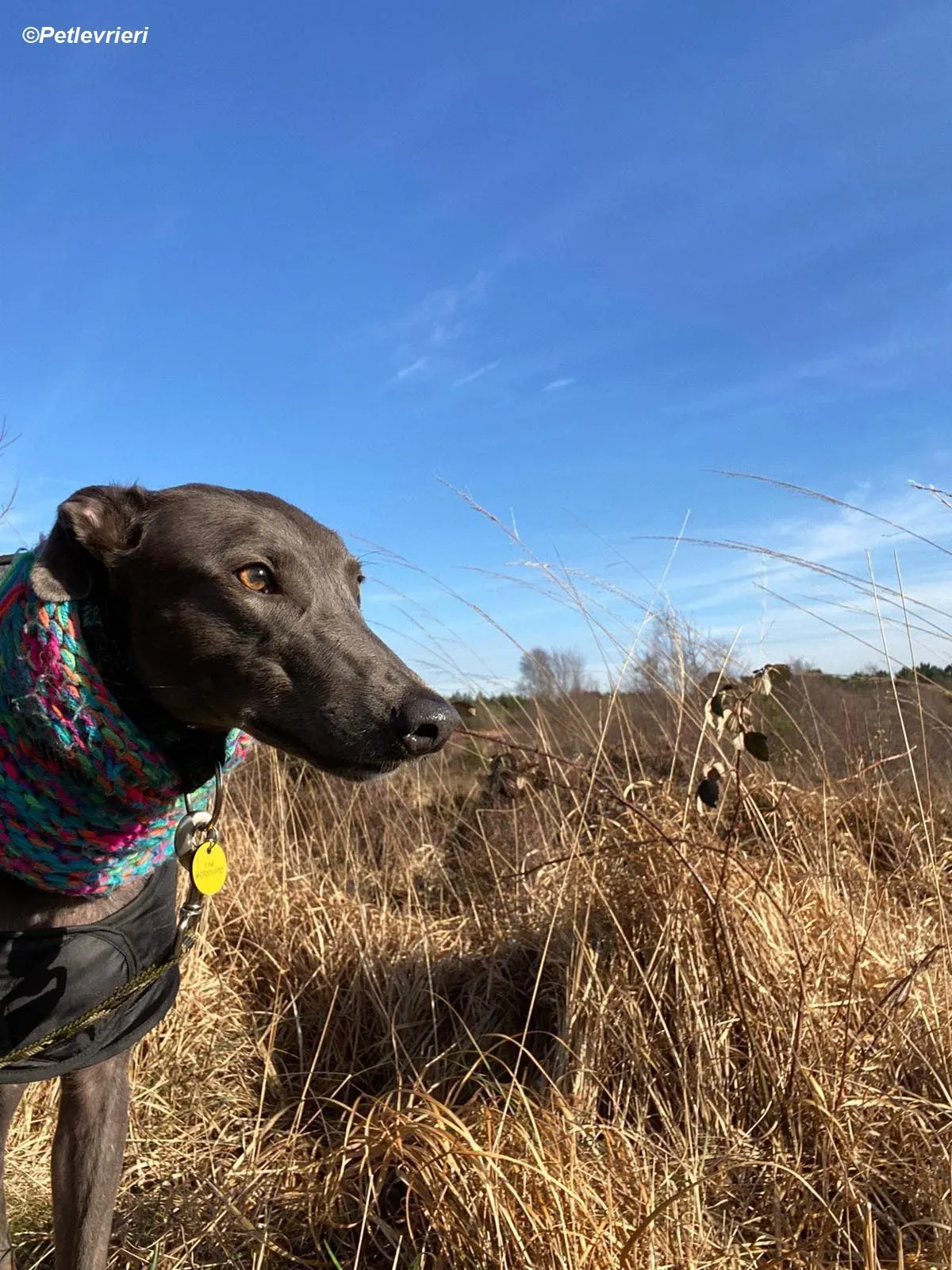 Sky adozione levrieri greyhound 35