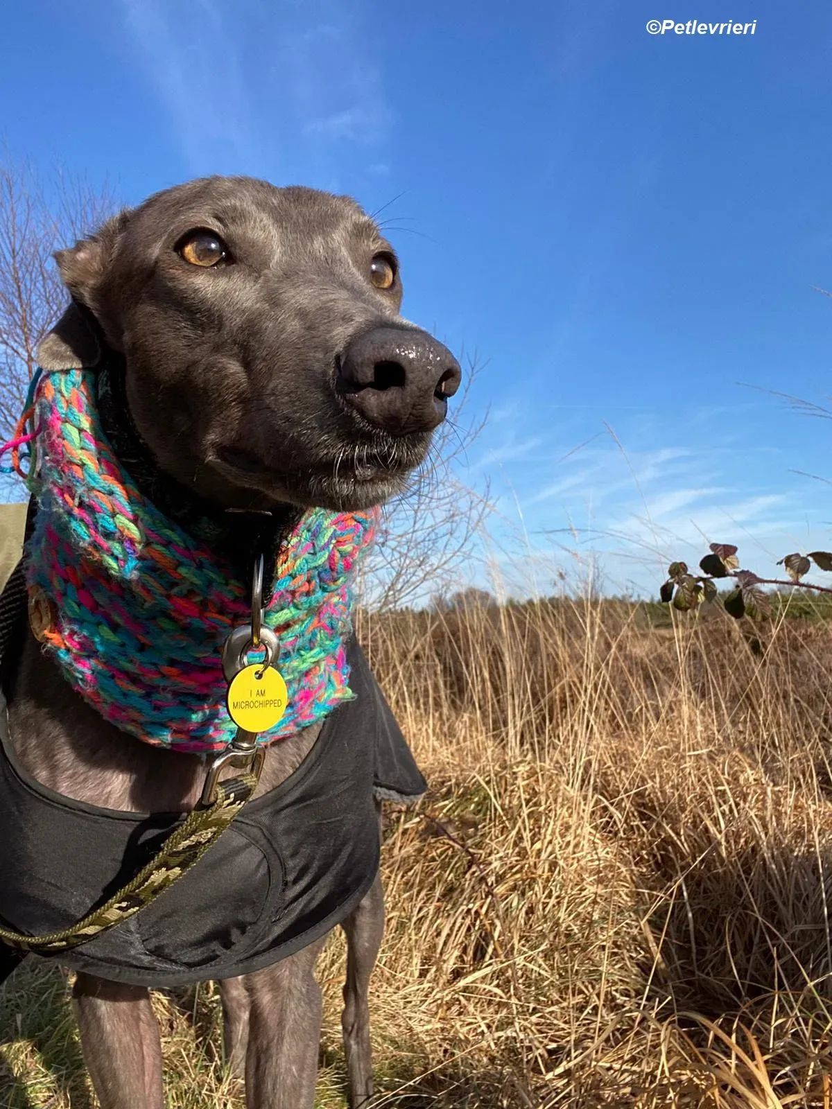 Sky adozione levrieri greyhound 36