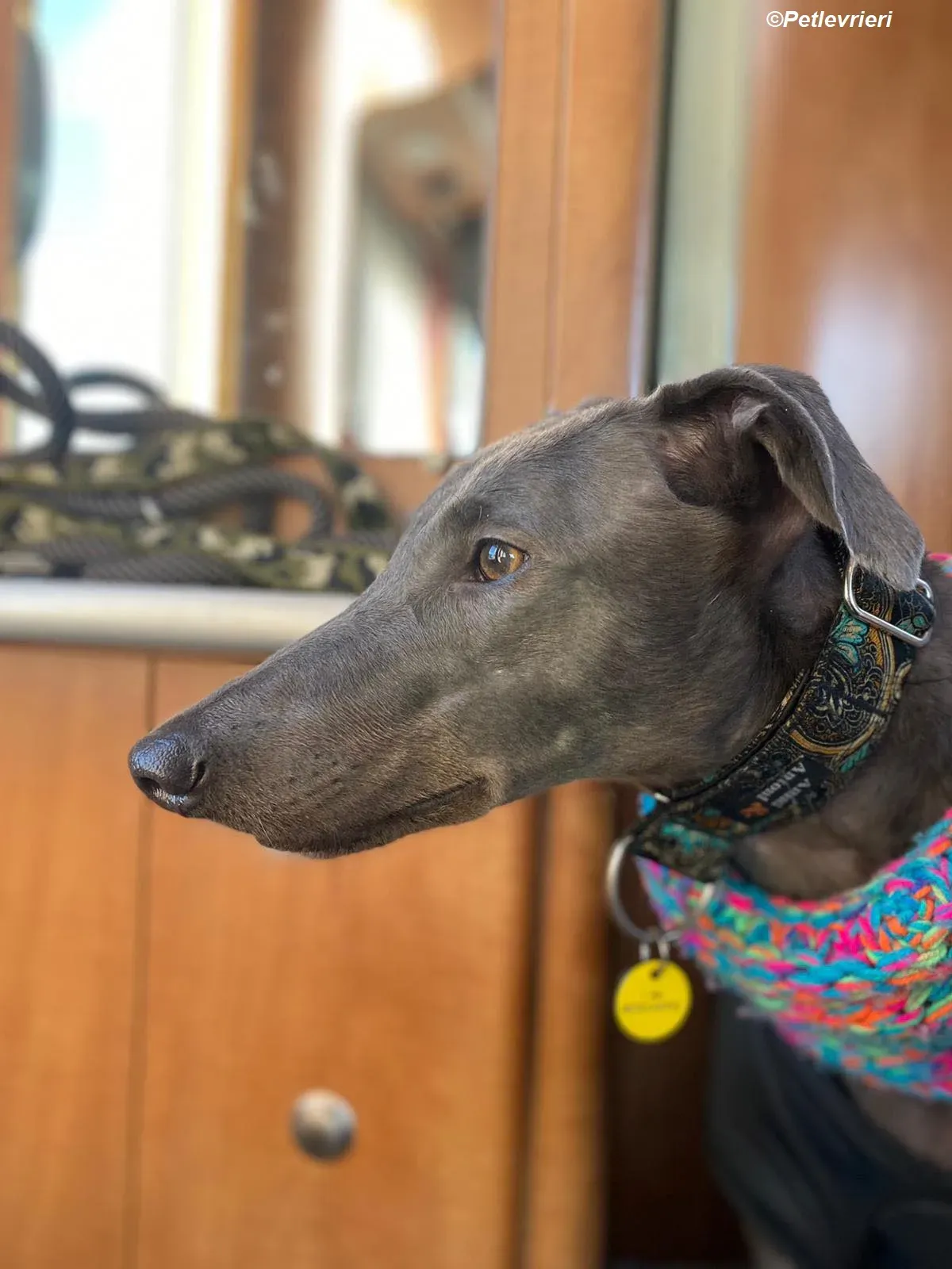 Sky adozione levrieri greyhound 37