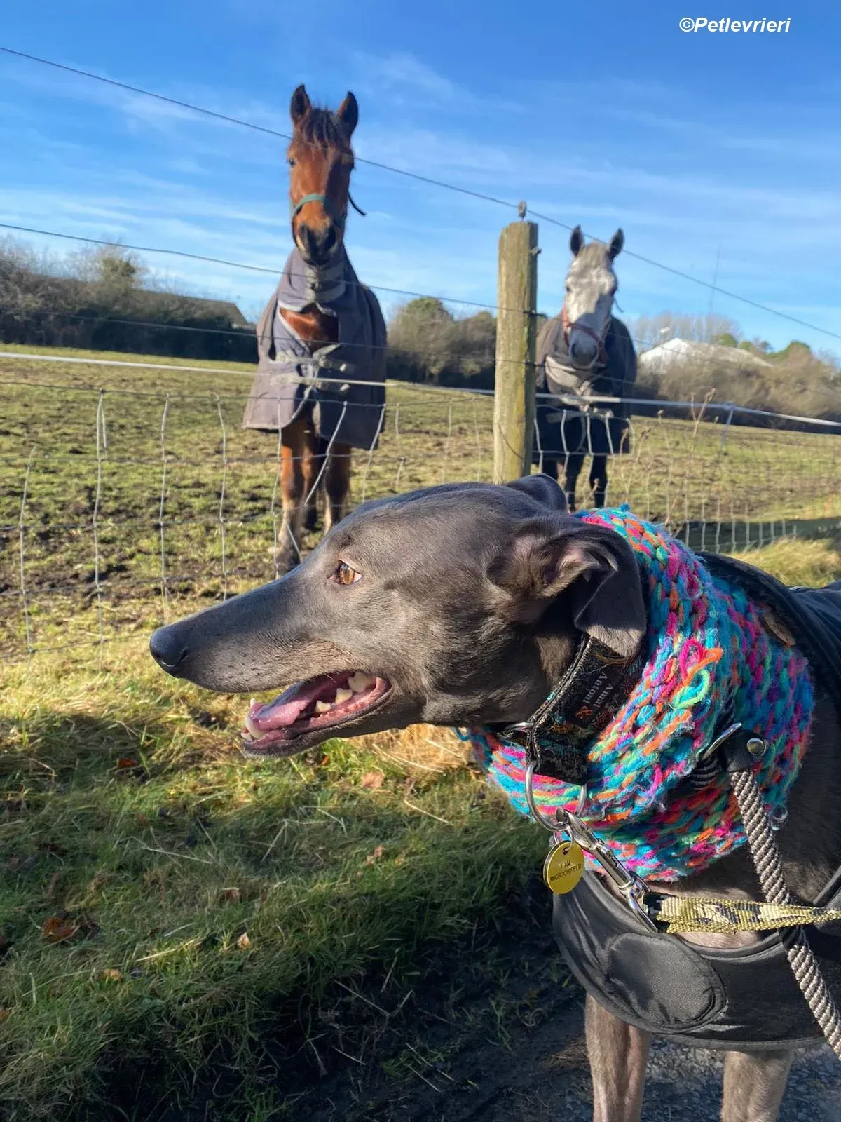 Sky adozione levrieri greyhound 38